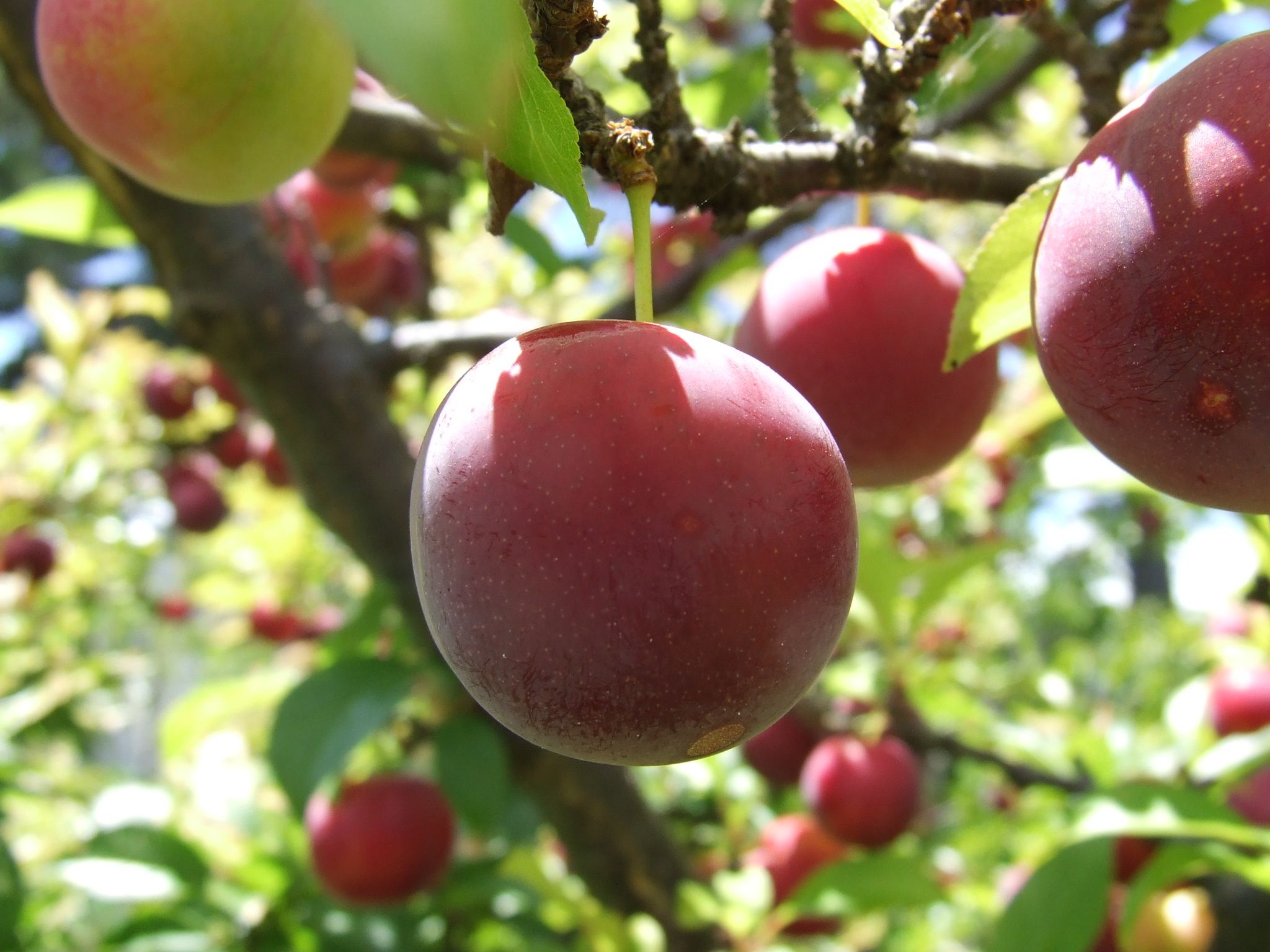 2048x1536 Panic, and the Plum Tree