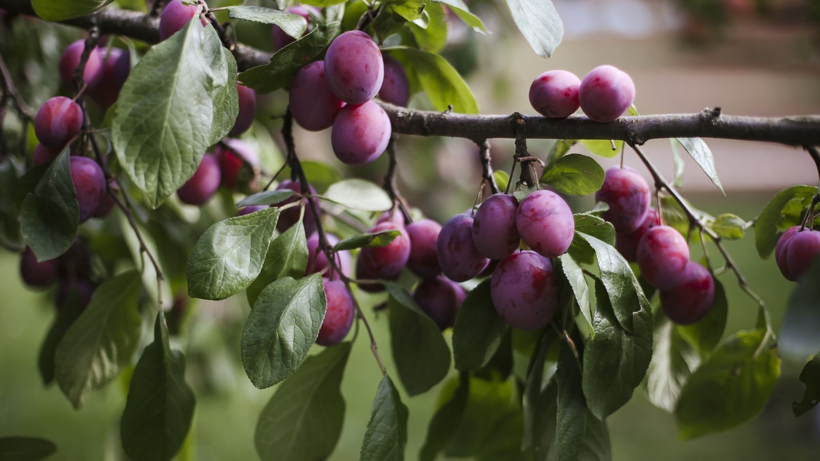 1600x900 How to get a plum tree to fruit: tips