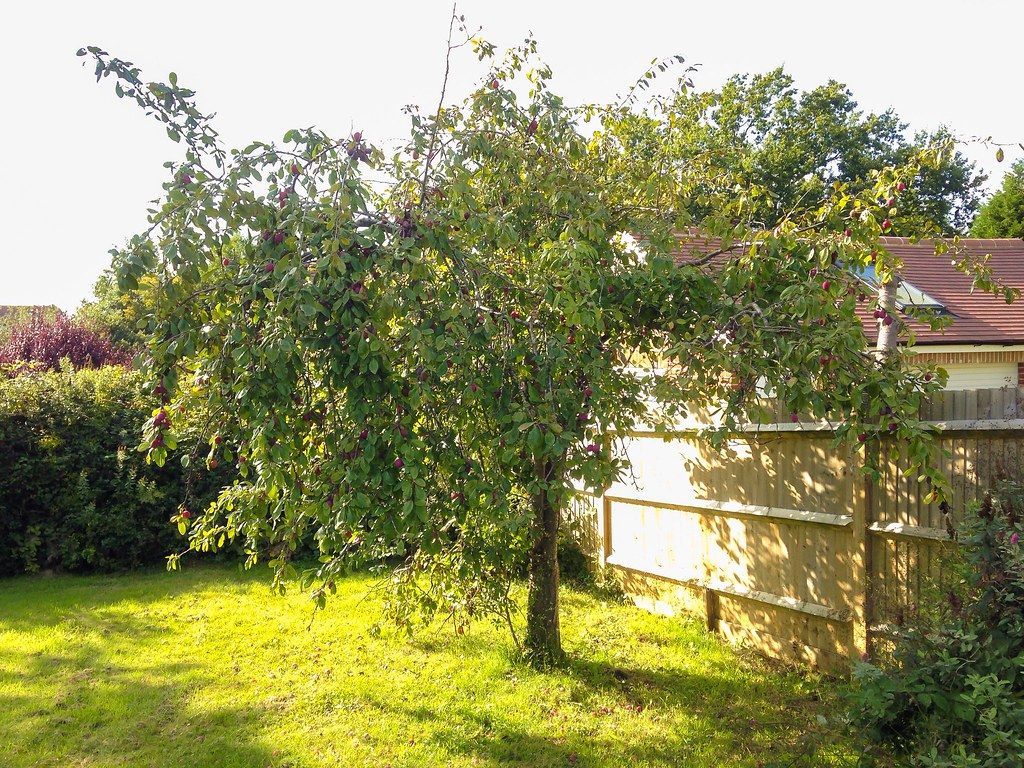 1024x768 English Country Garden Plum Tree. Plum