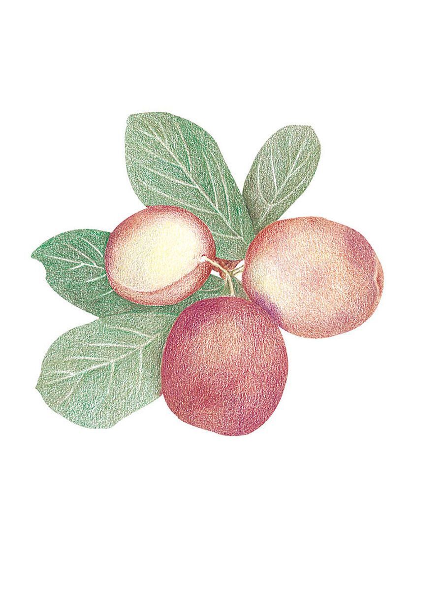 900x1200 Wallies Wallpaper Cutouts Pfaltzgraff Summer Garden or Plum Cluster 25 ct