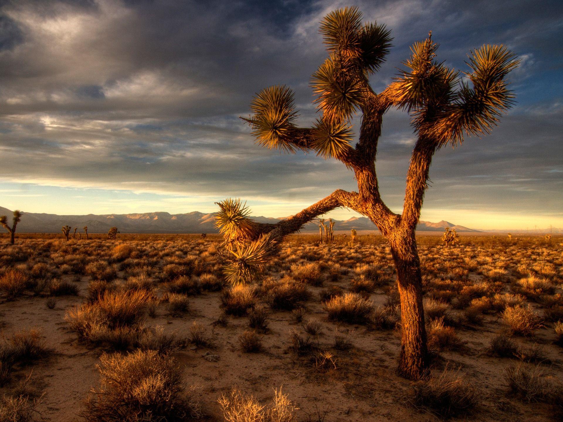 1920x1440 Joshua Tree Wallpaper Plants Nature Wallpaper in jpg format