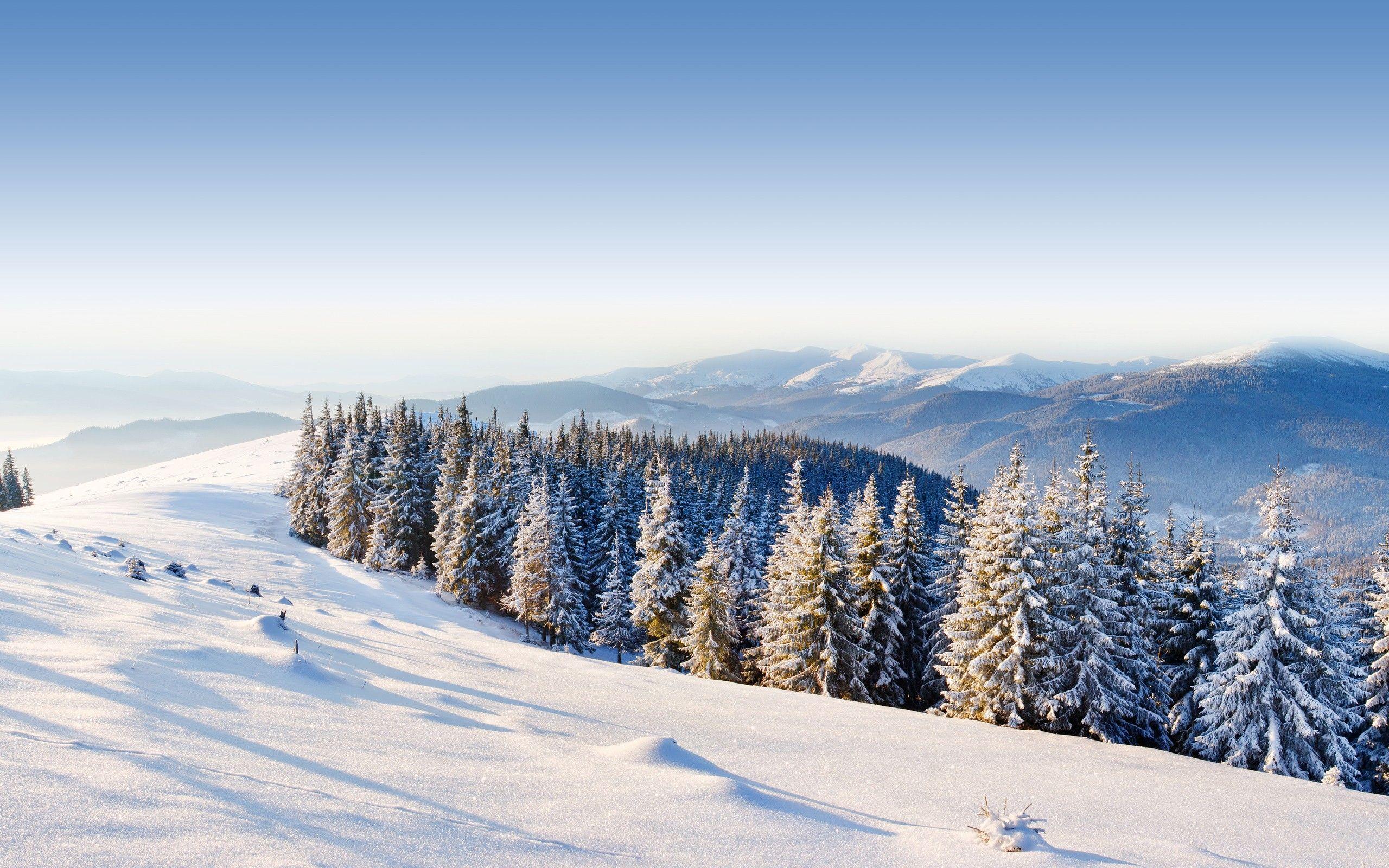 2560x1600 ice, mountains, winter, snow, trees, forest, day, moutain