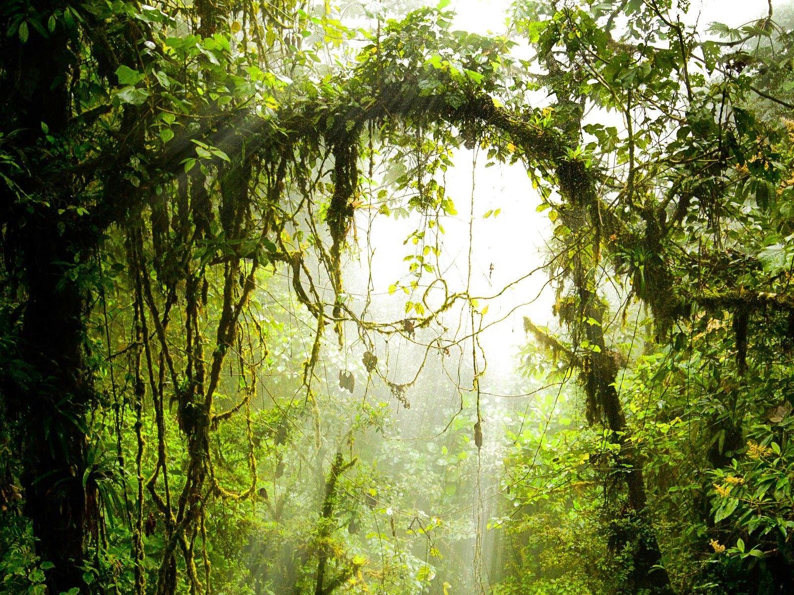 1600x1200 HD, android, forest, Wallpaper, Tree Landscape, Horror