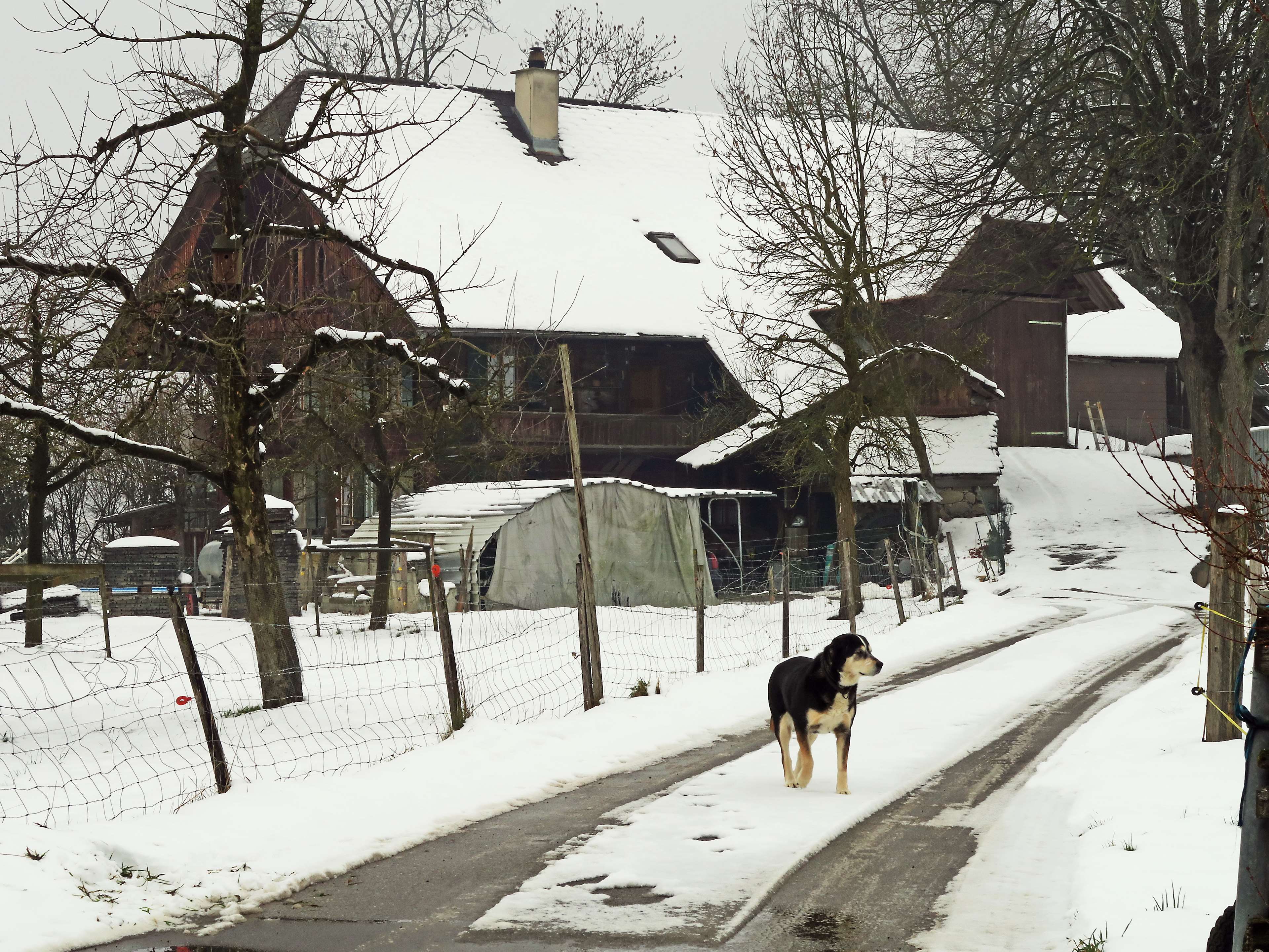 3840x2880 animals, dog, farm, landscape, rural, snow