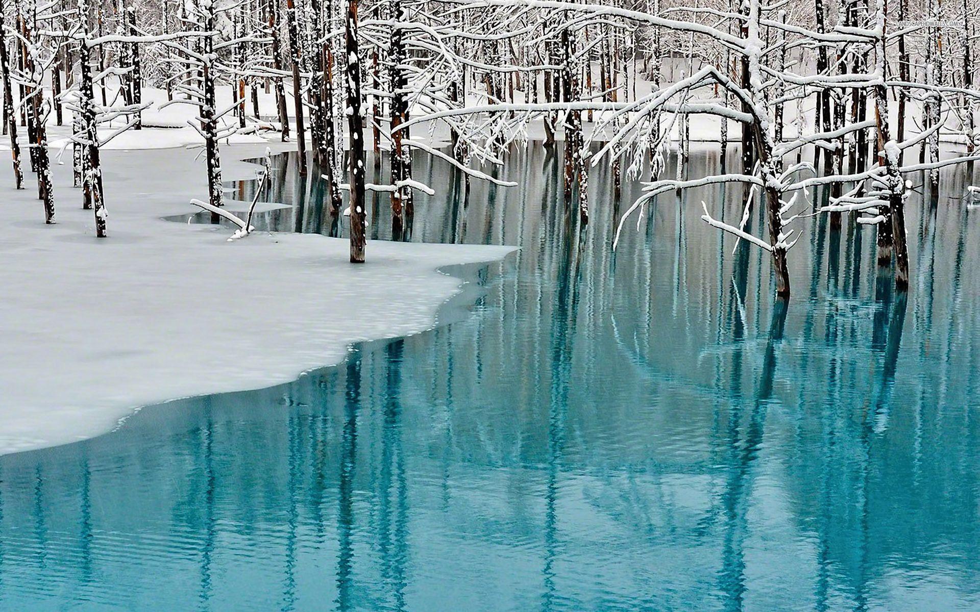 1920x1200 Beautiful Frozen Forest wallpaperx1200