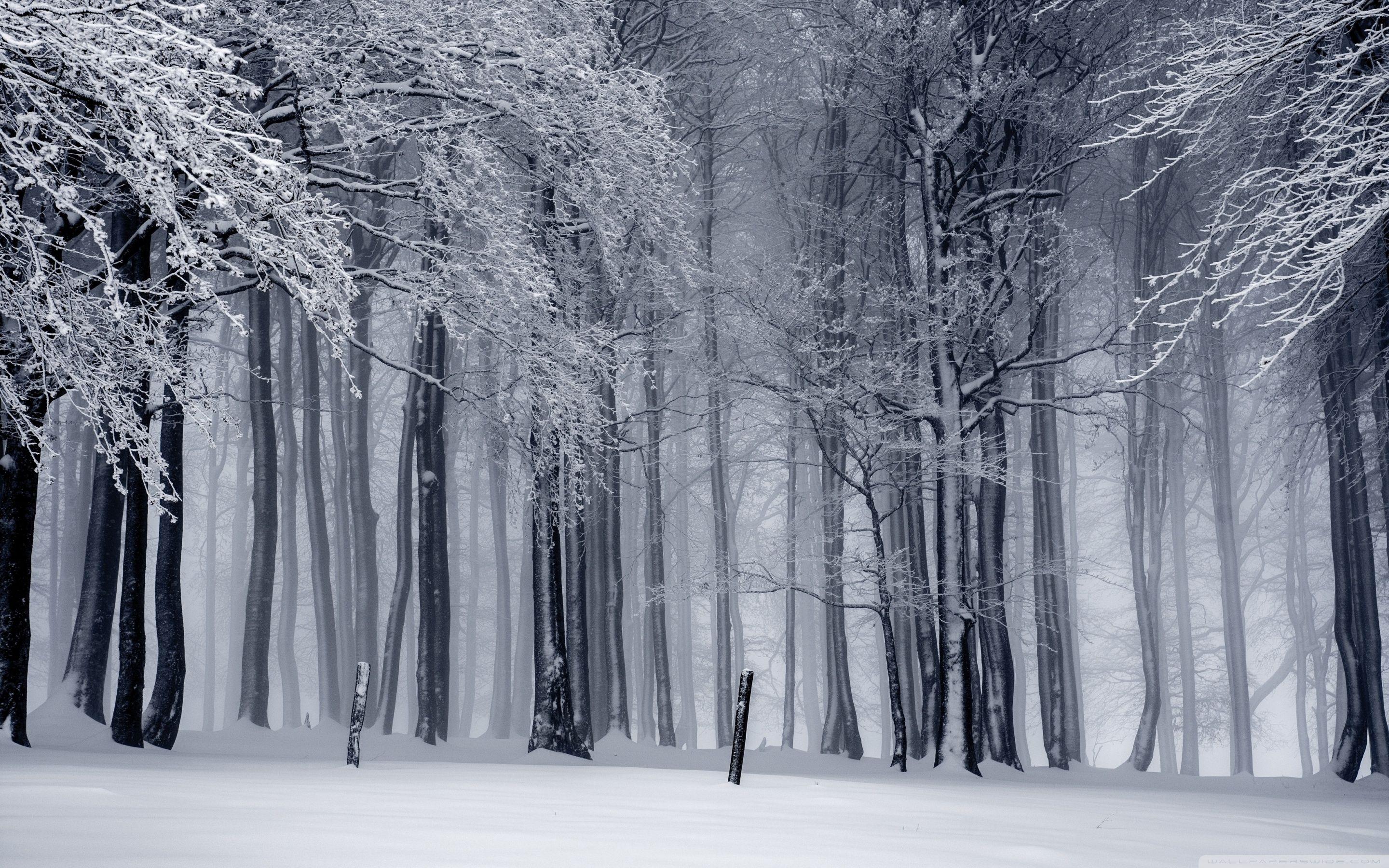 2880x1800 Snow Forest Winter Wallpaper
