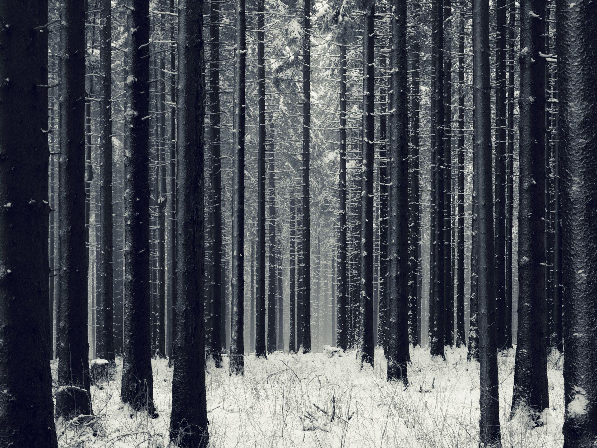 dark snowy woods