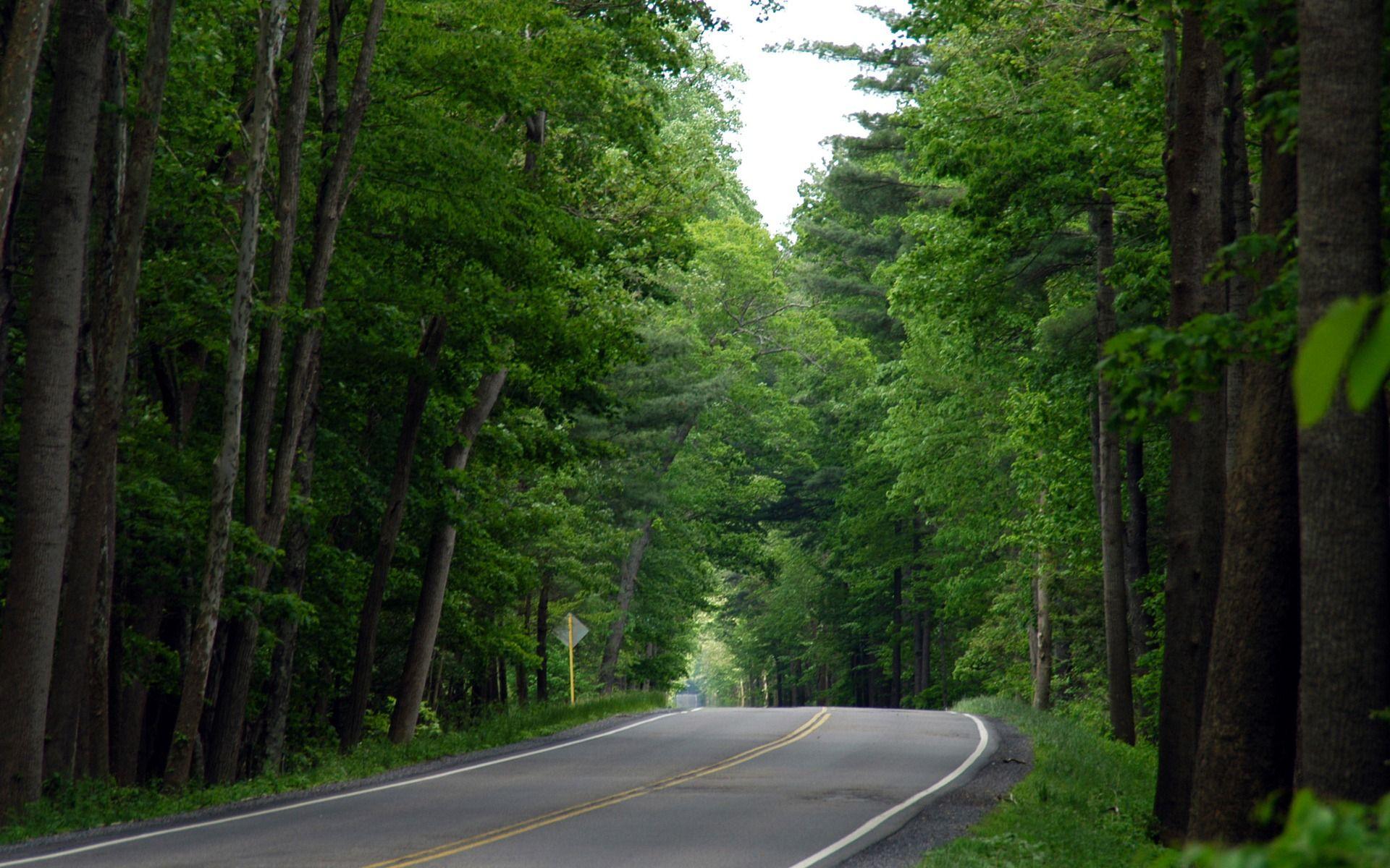 Forest gap. Дорога в лесу. Лесная дорога. Природа лес дорога. Природа Лесная дорога.