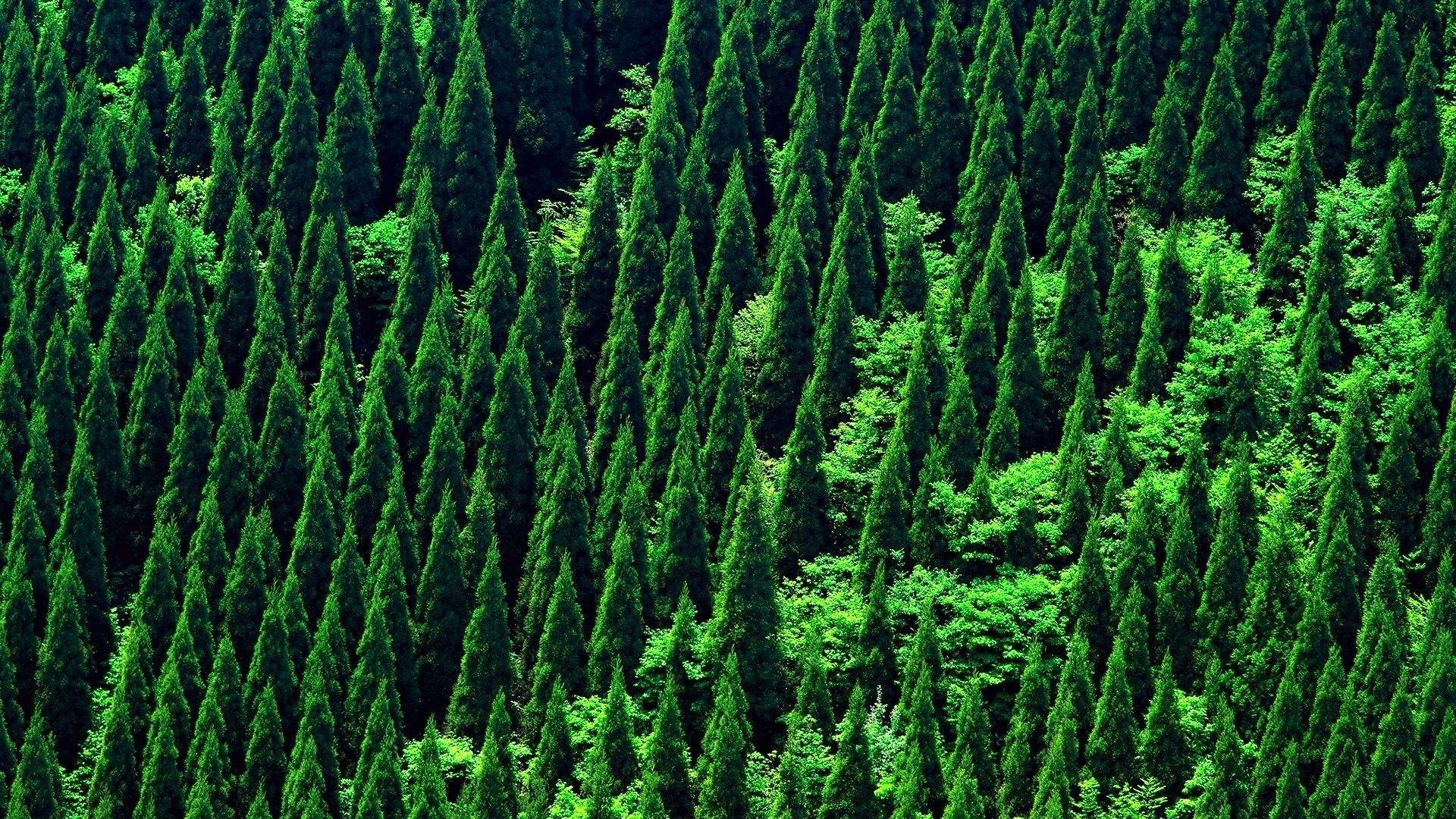 Hình nền Rừng Thiên nhiên - Top Những Hình Ảnh Đẹp