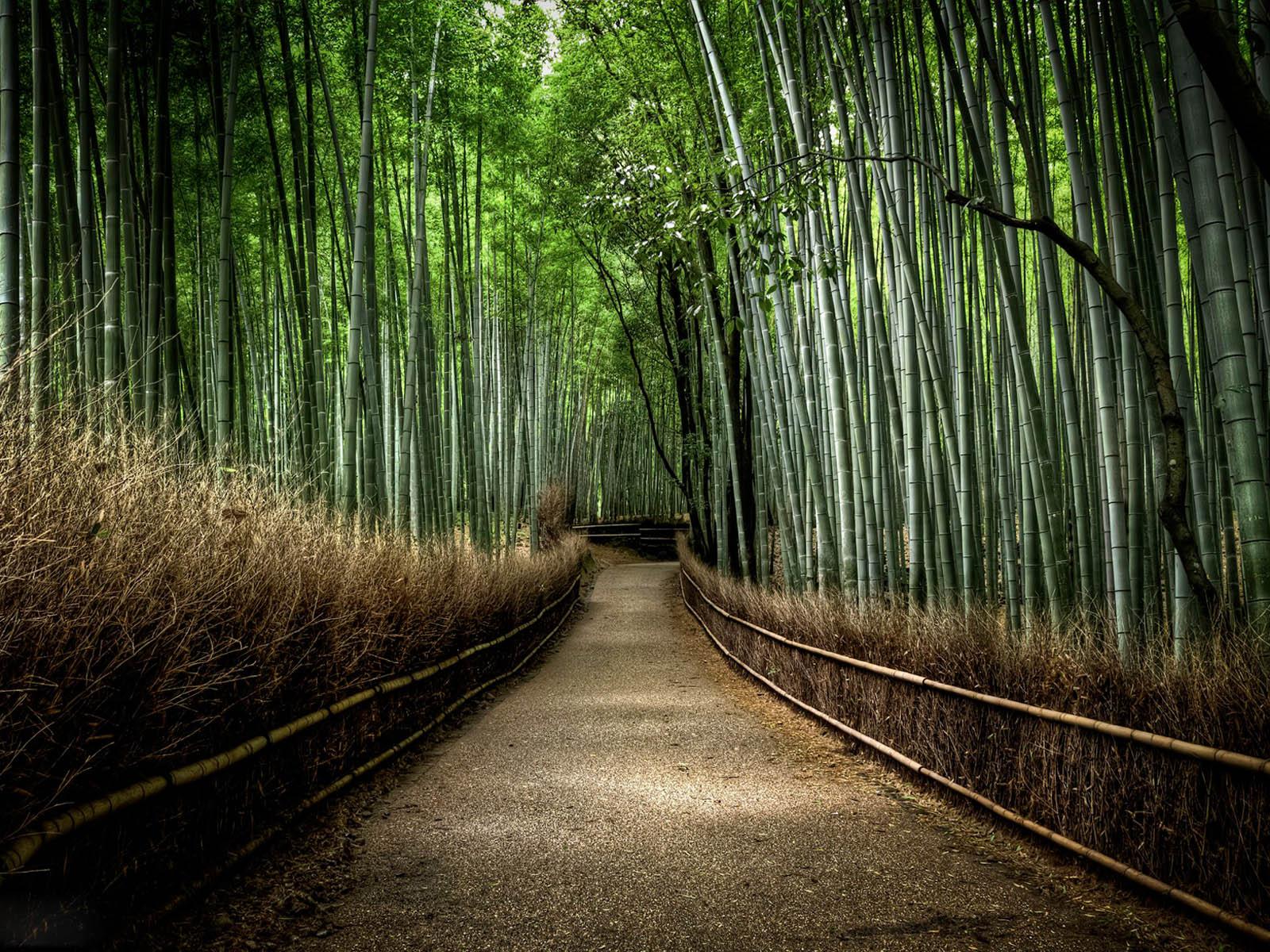 1600x1200 Forest Wallpaper 21516