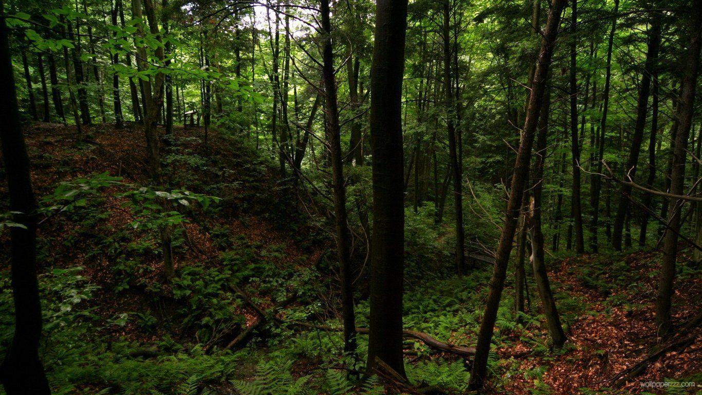 Dark Green Forest Wallpapers - Top Free Dark Green Forest Backgrounds - WallpaperAccess