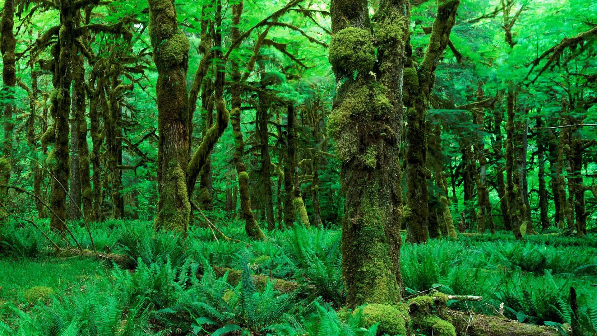 1920x1080 Cây rừng tự nhiên Màu xanh lá cây tươi tốt tuyệt vời HD cho Android - Rừng