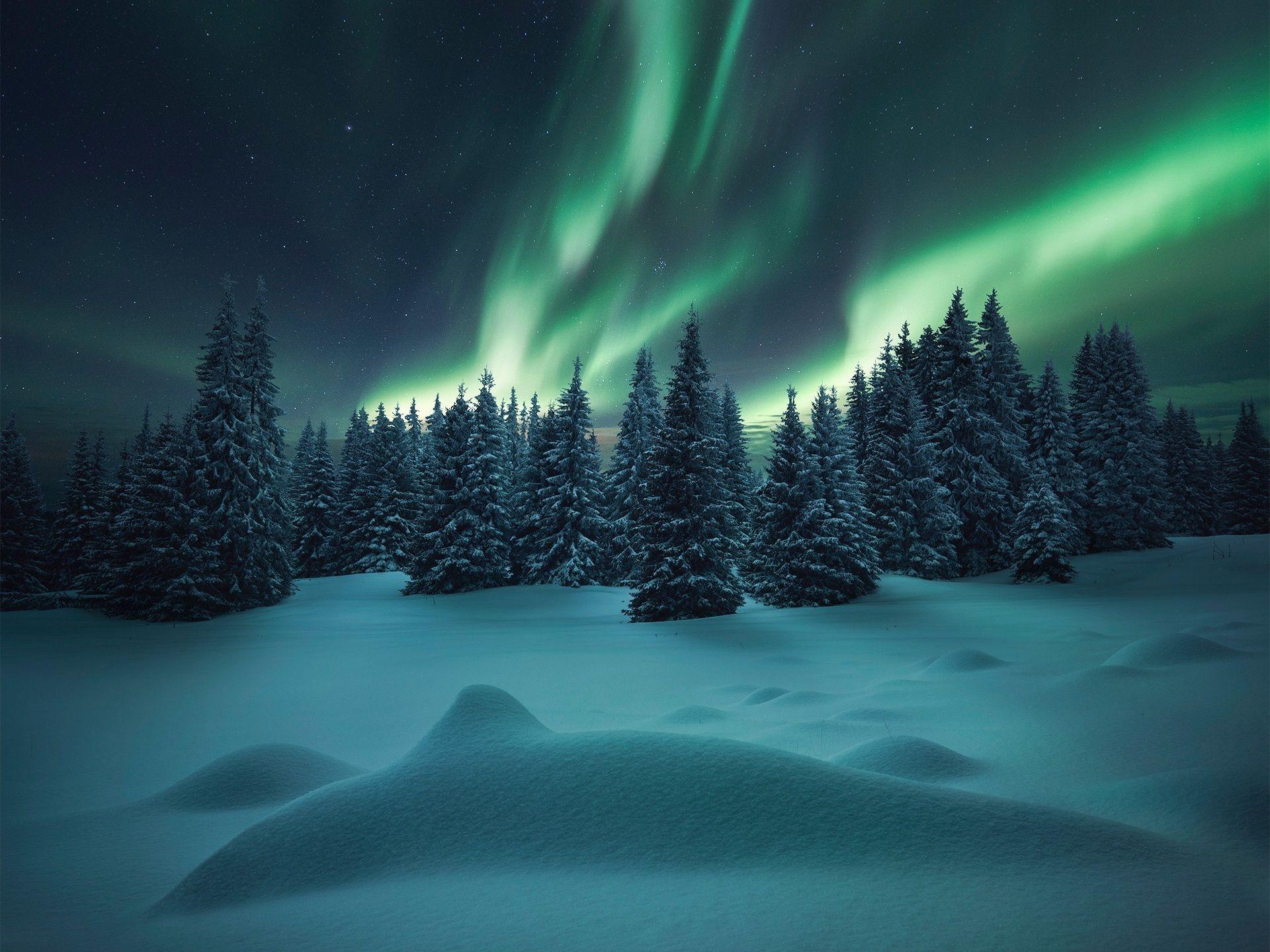Northern Lights Forest Wallpapers - Top Free Northern Lights Forest  Backgrounds - WallpaperAccess