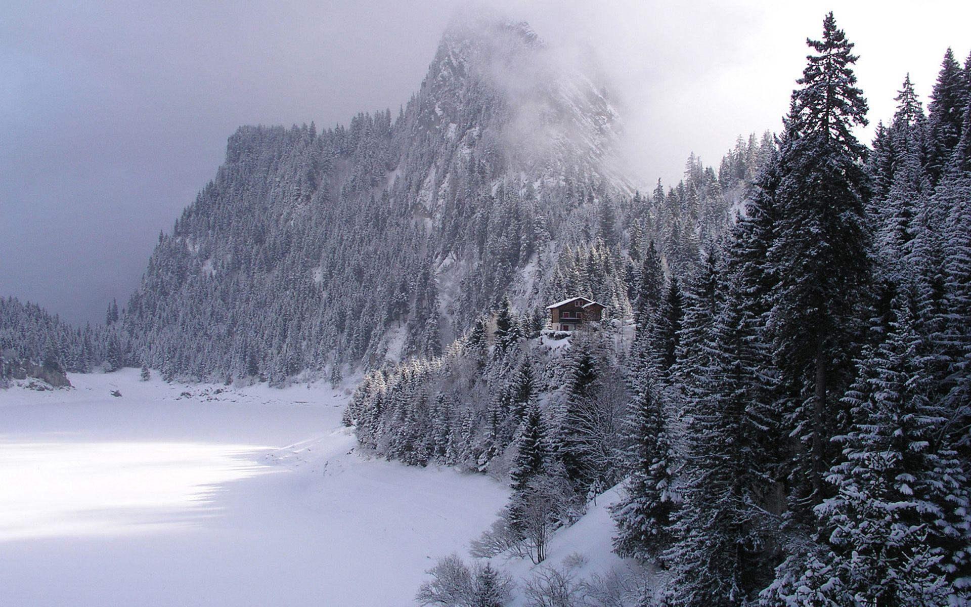 1920x1200 Snowy Forest Landscape Wallpaper