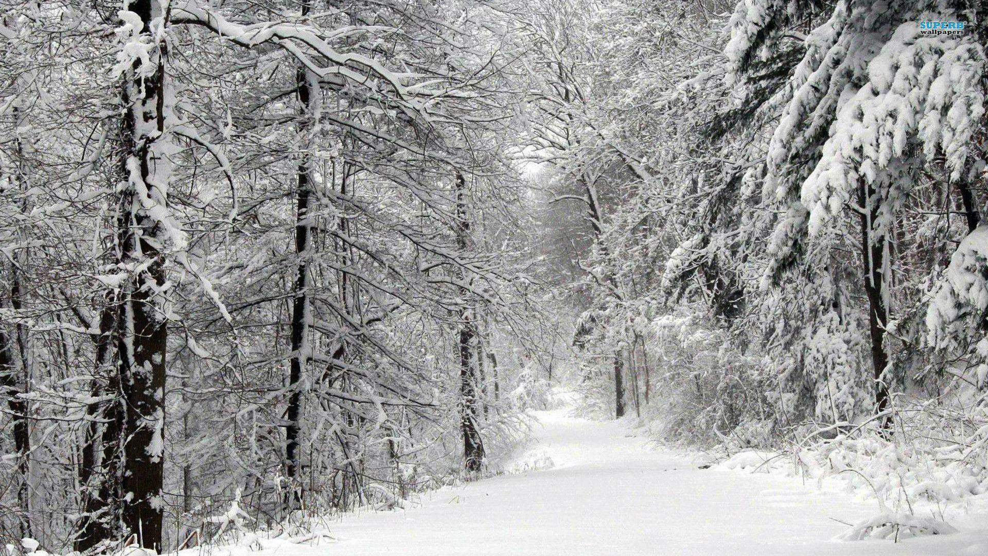 1920x1080 1. Forest wallpaper, Winter