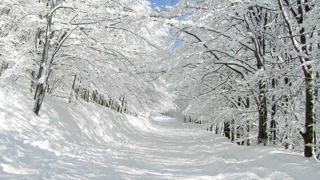 1244x700 Nature landscapes winter snow trees forest white roads path