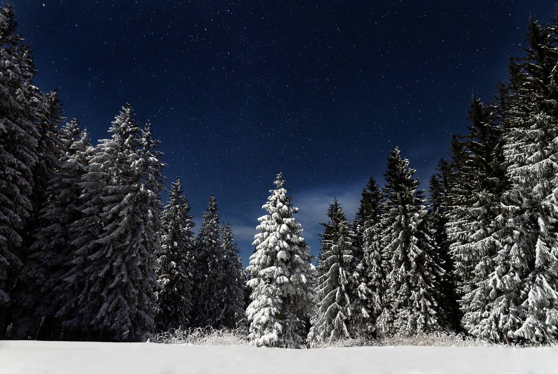 1920x1288 #trees, #winter, #night, #starry, #pine, #snow