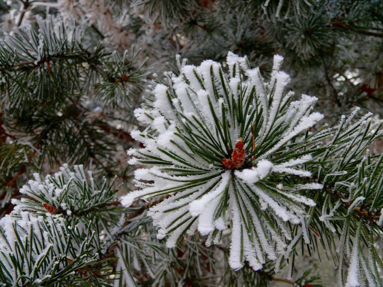 1344x1008 Christmas Tree Related Wallpaper, Background Image