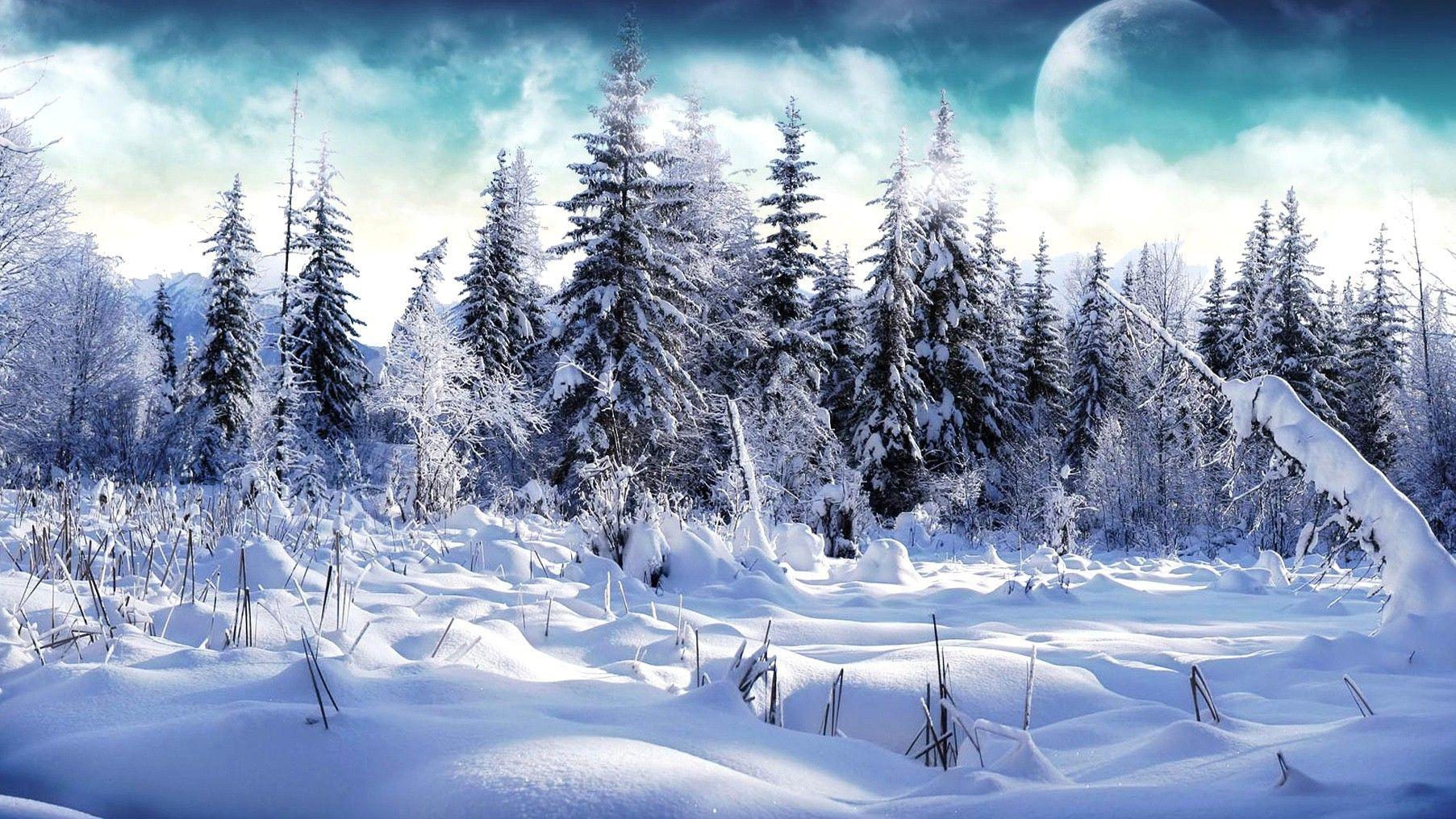 1805x1015 Winter, Snowy, Forest, Cool Nature Wallpaper, Organic