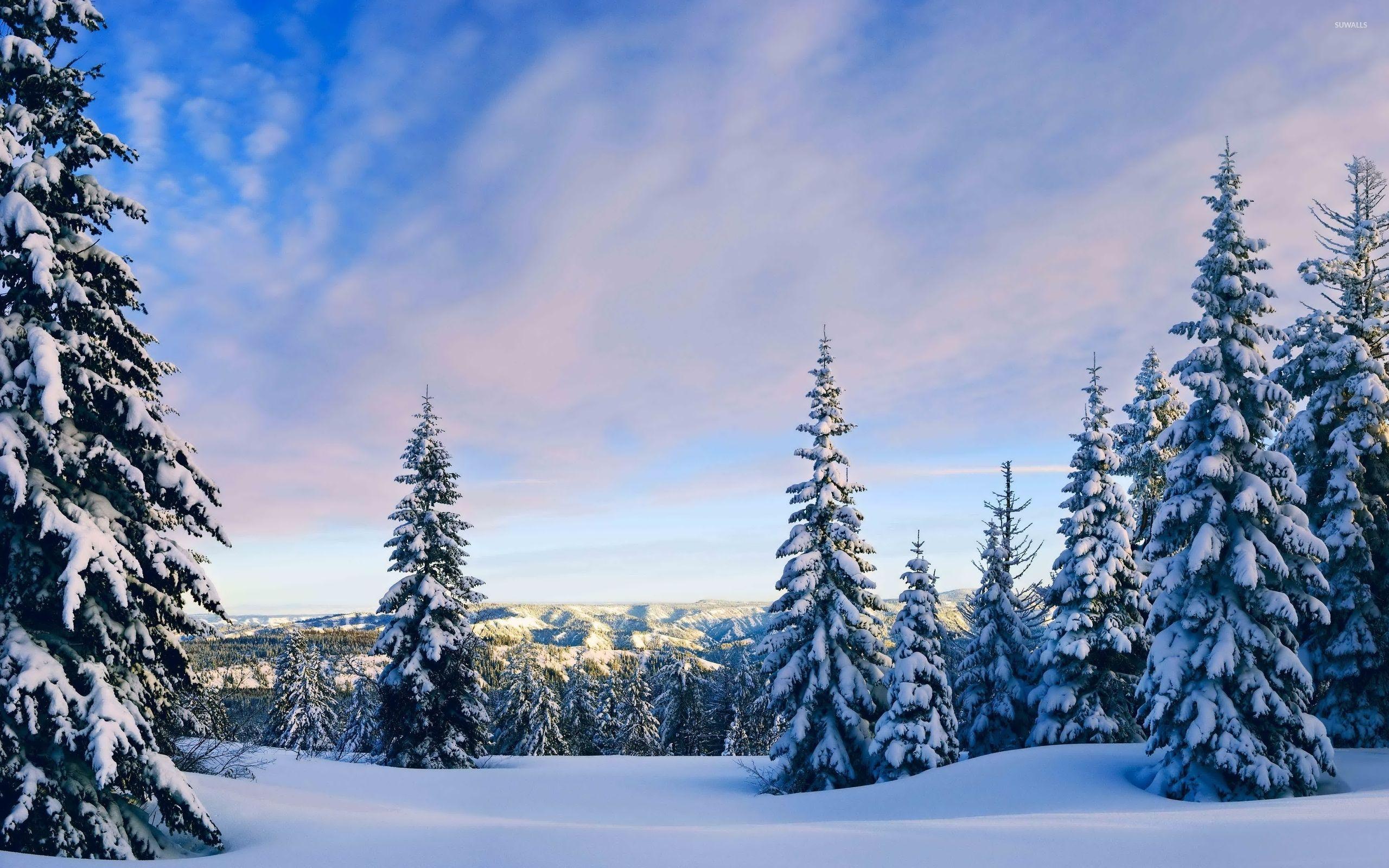 2560x1600 Snowy Pine Trees Wallpaper