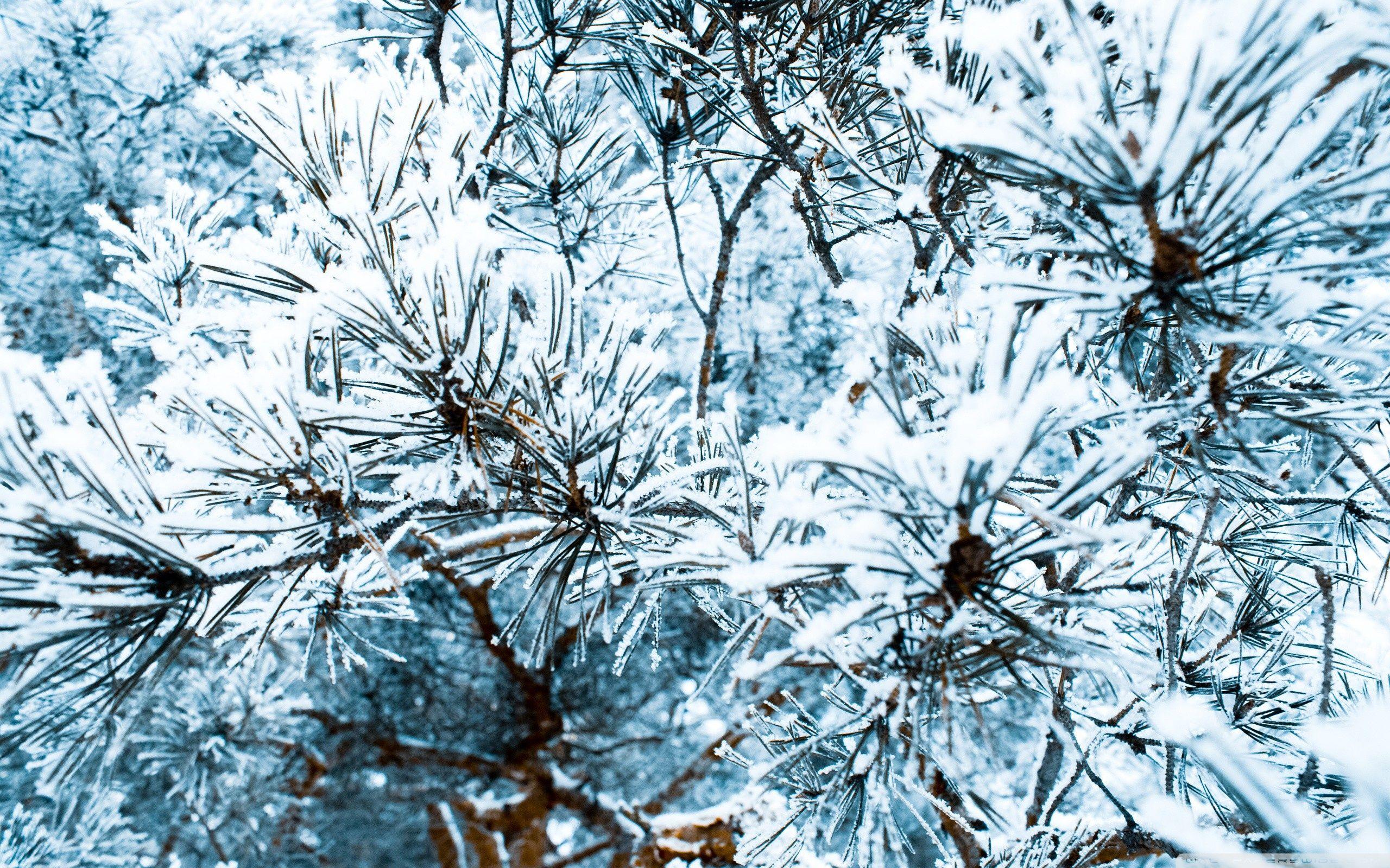 2560x1600 Close Up Of Pine Trees Covered In Snow ❤ 4K HD Desktop