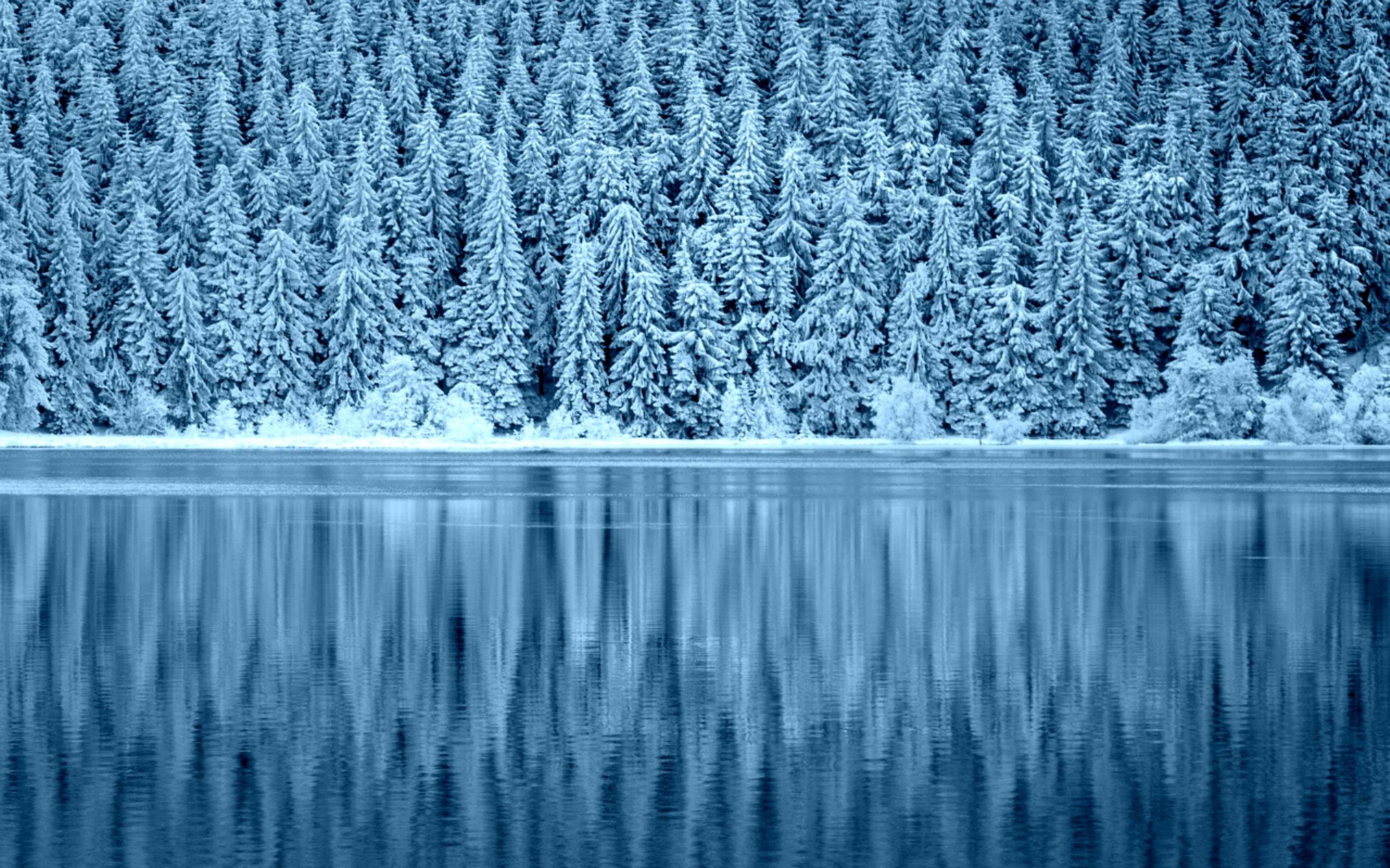 2560x1600 Snowy forest, png v.6.4 wallpaper