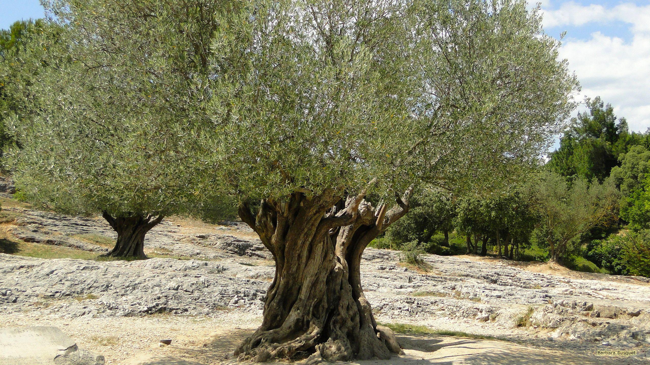 2560x1440 Tree on rocky desert ground. Barbaras HD Wallpaper