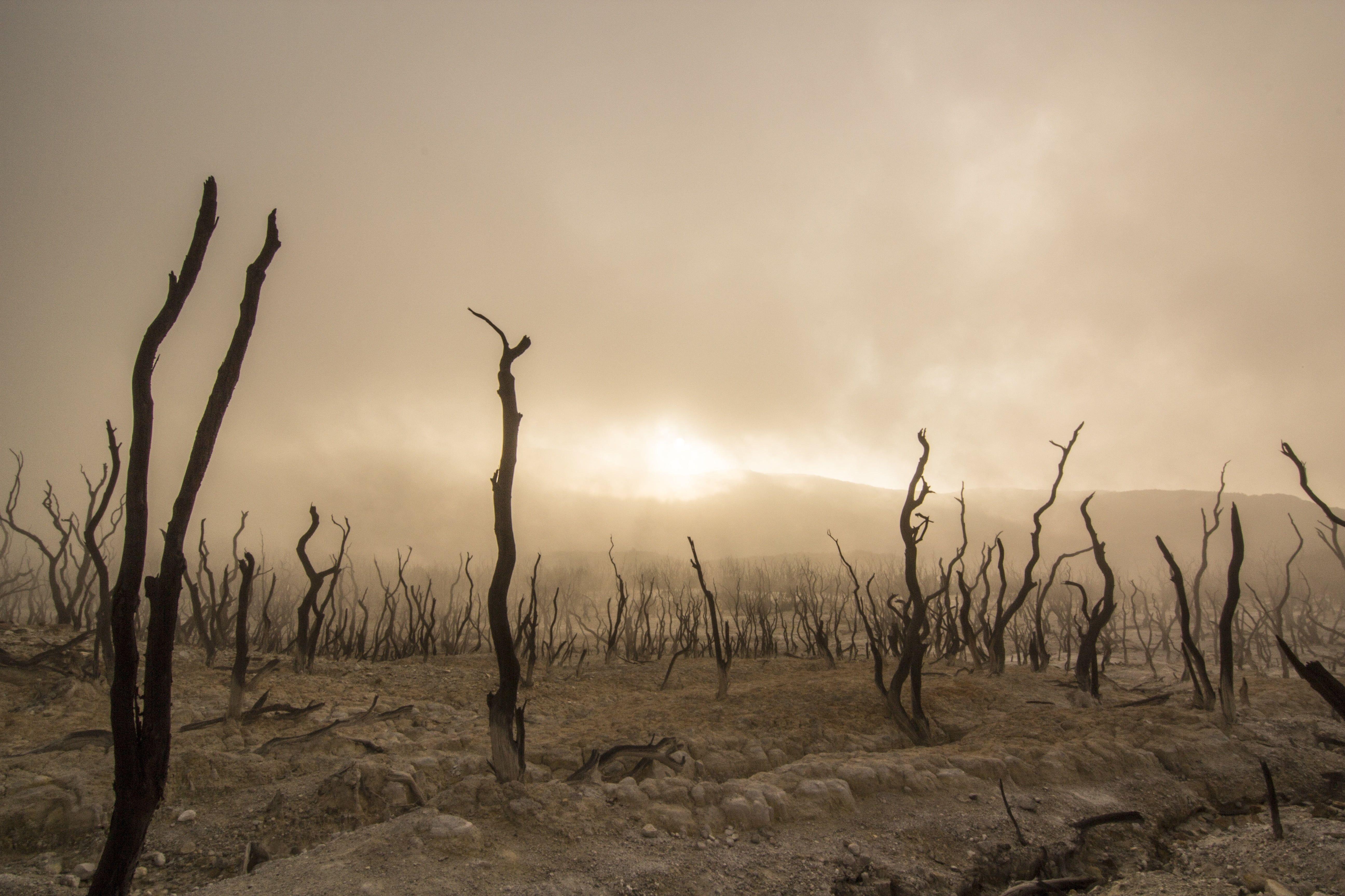 5184x3456 Time lapse photography of burnt forest covered in ash HD