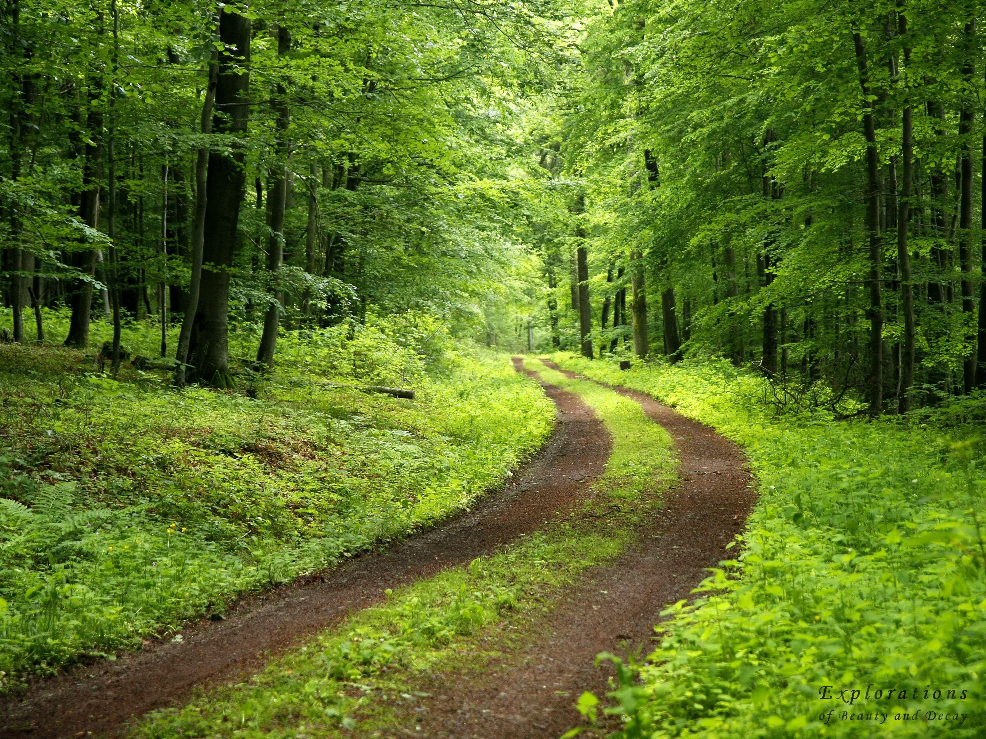 3200x2400 forest trail. Take a hike. (Hiking & Camping). HD nature