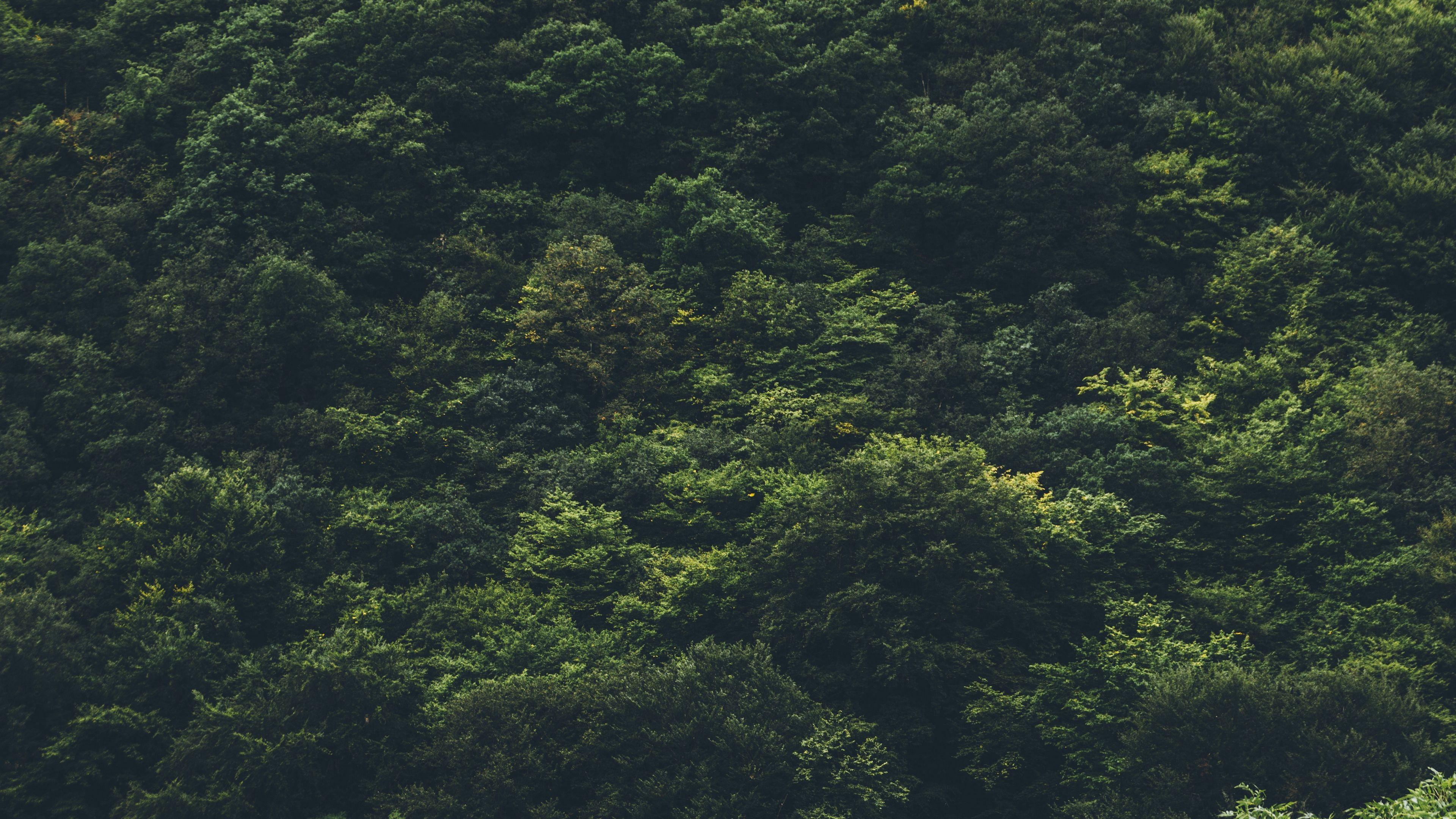 3840x2160 Download wallpaper 3840x2160 trees, forest, top view 4k uhd