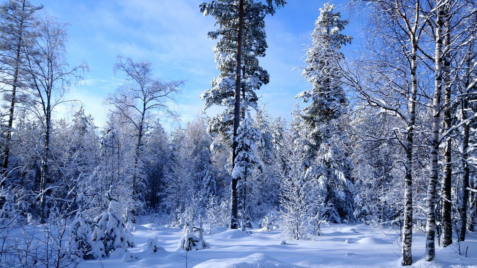 1600x900 Wallpaper Winter forest snow much 1920x1200 HD Picture, Image
