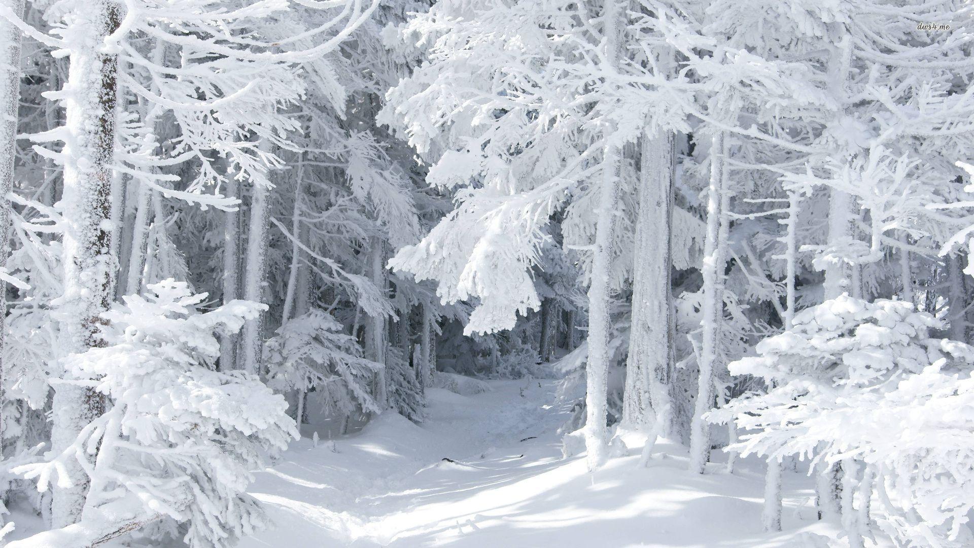 White Forest Wallpapers Top Free White Forest Backgrounds WallpaperAccess