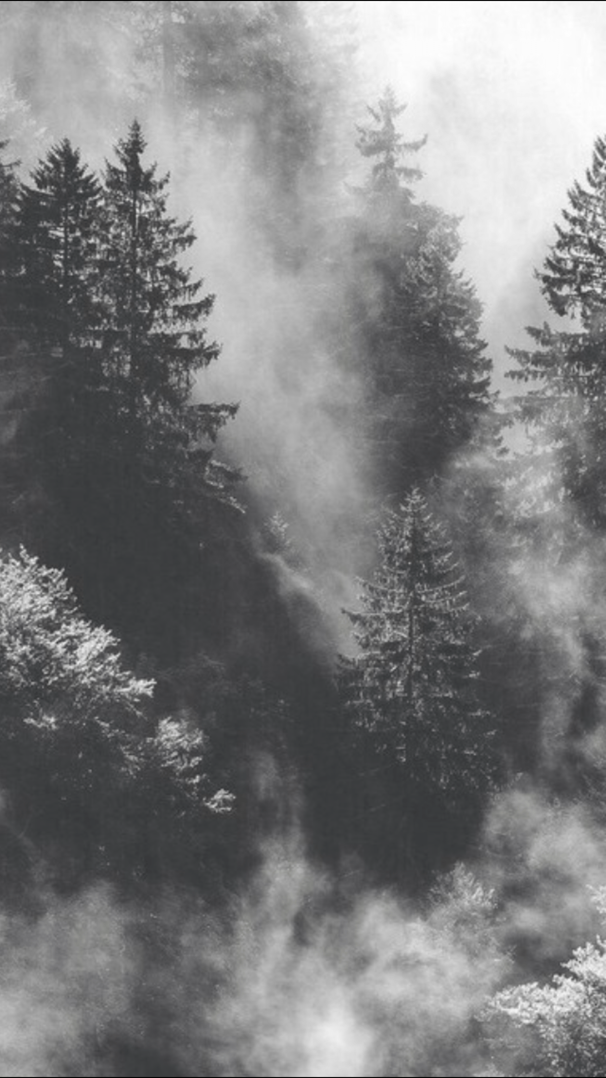 Black and White Forest Wallpapers - Top Free Black and White Forest