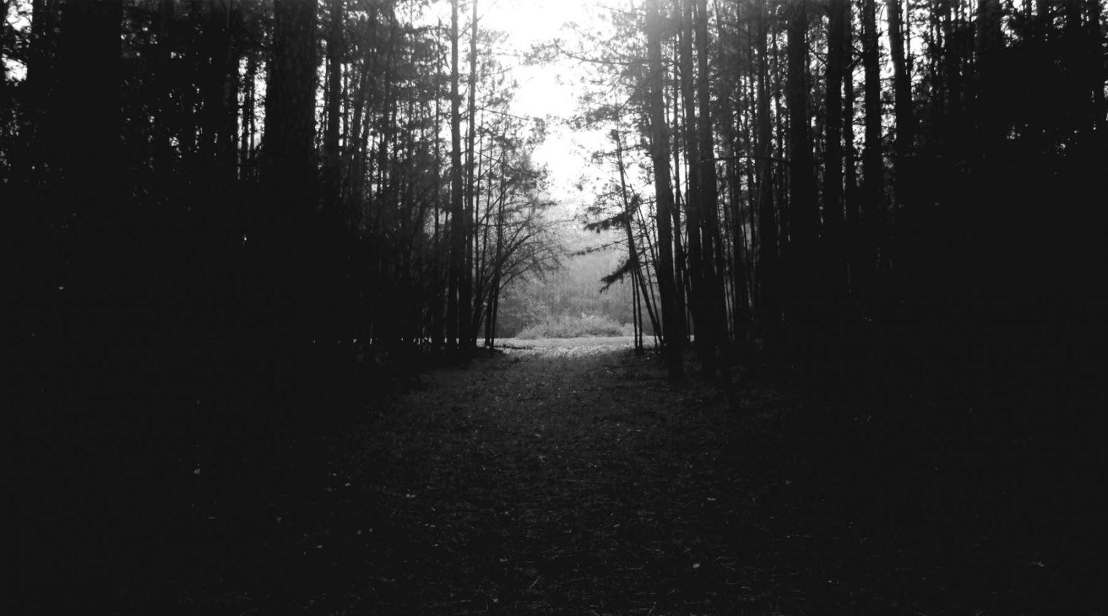 1600x890 Forest Wallpaper Black And White