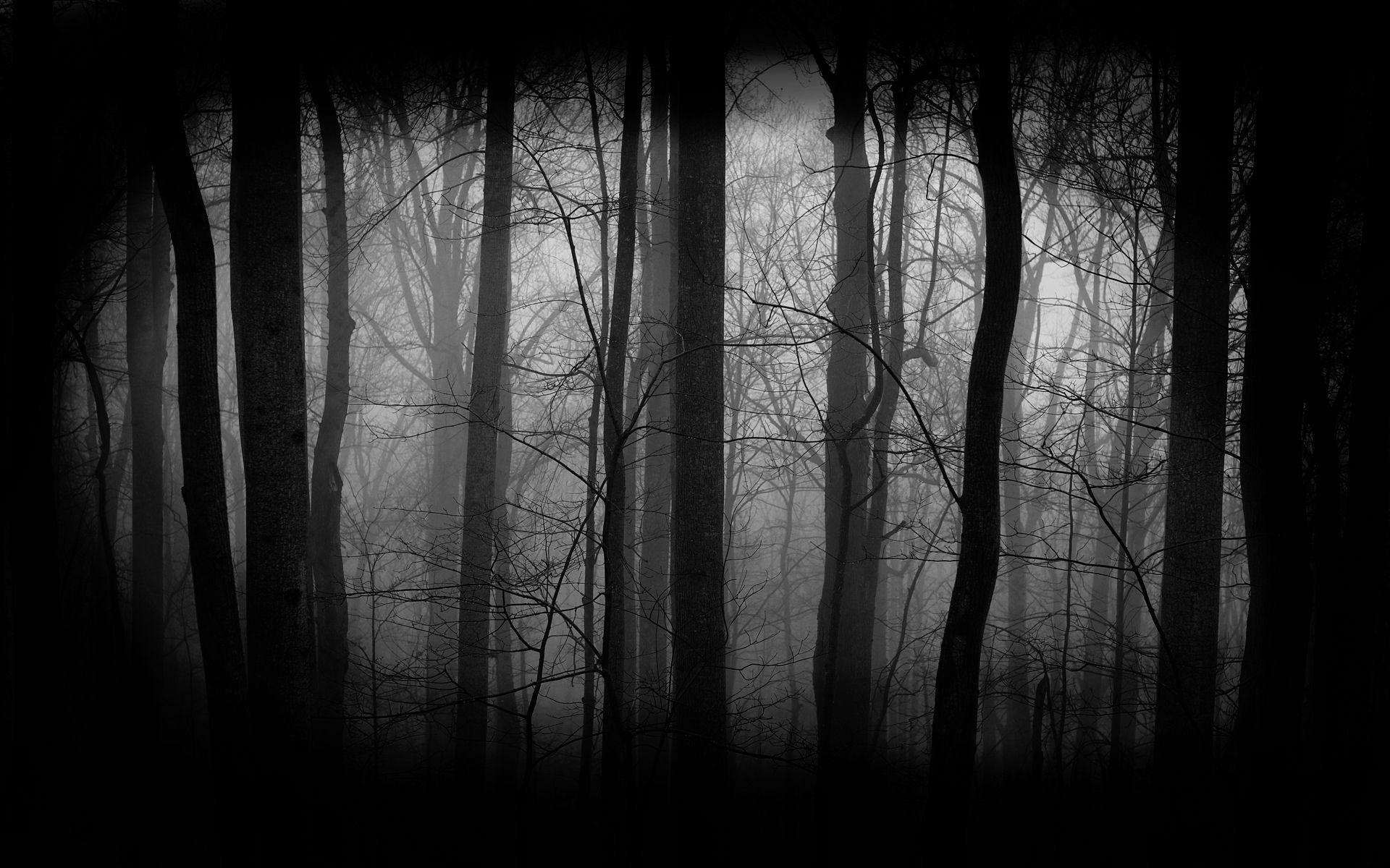 Total 134+ imagen forest background black and white - Thcshoanghoatham ...