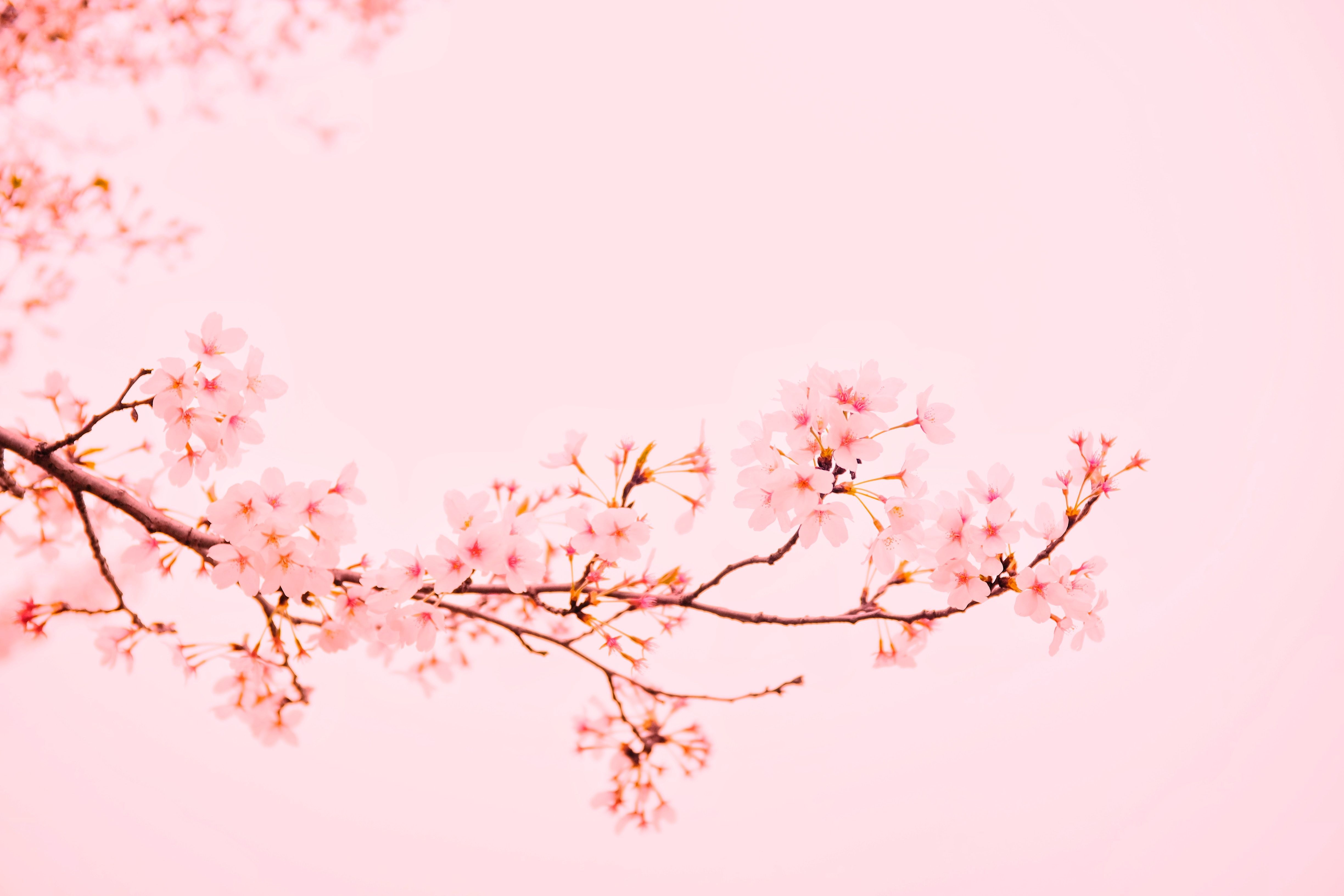 4896x3264 white cherry blossom wallpaper pack