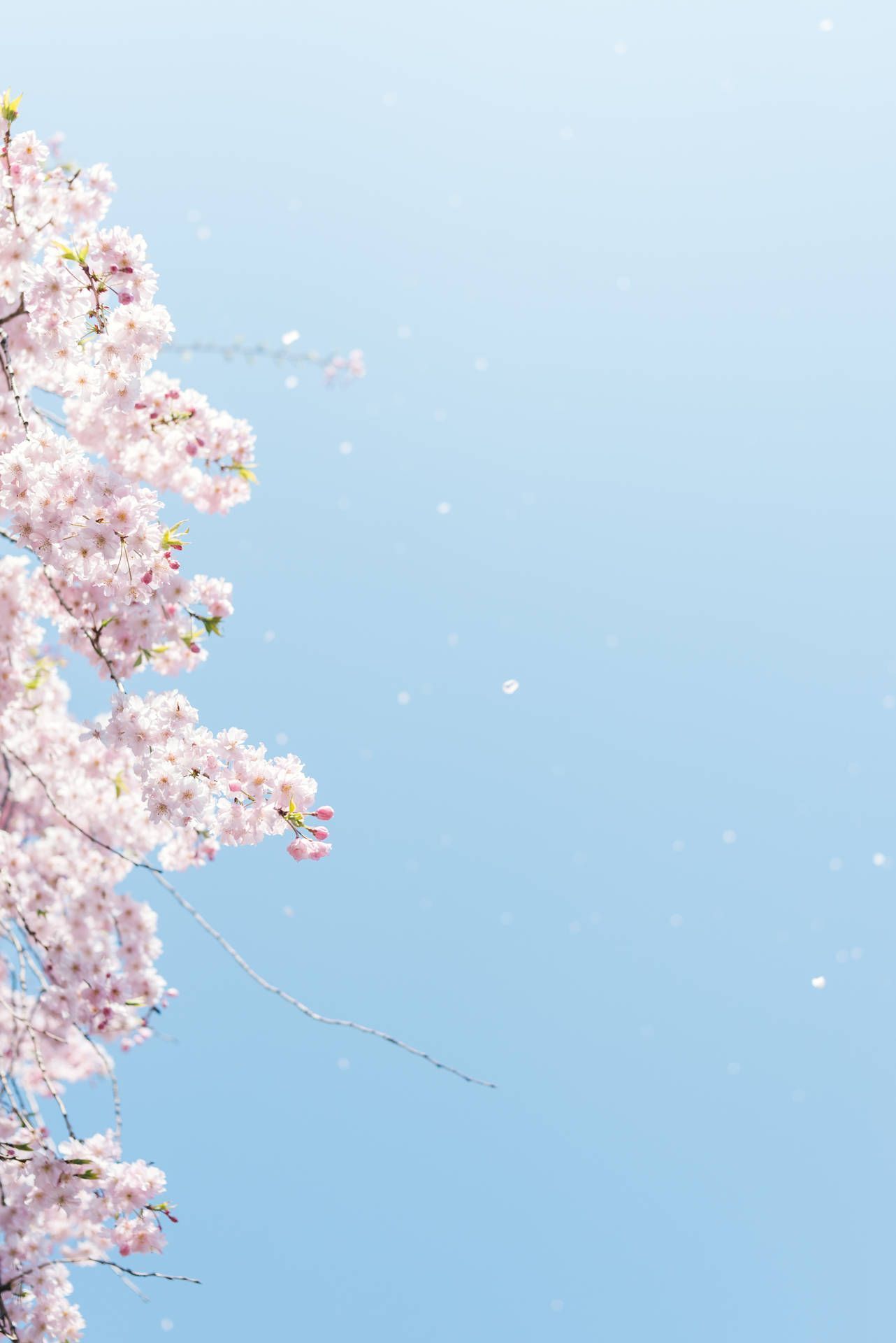 1282x1920 Download A single cherry blossom tree
