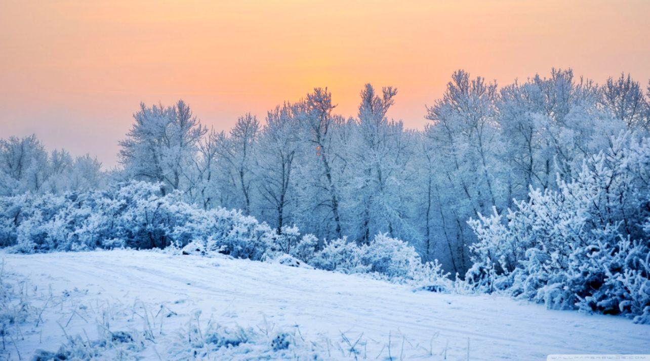 1284x714 Winter Snow Trees Wallpaper