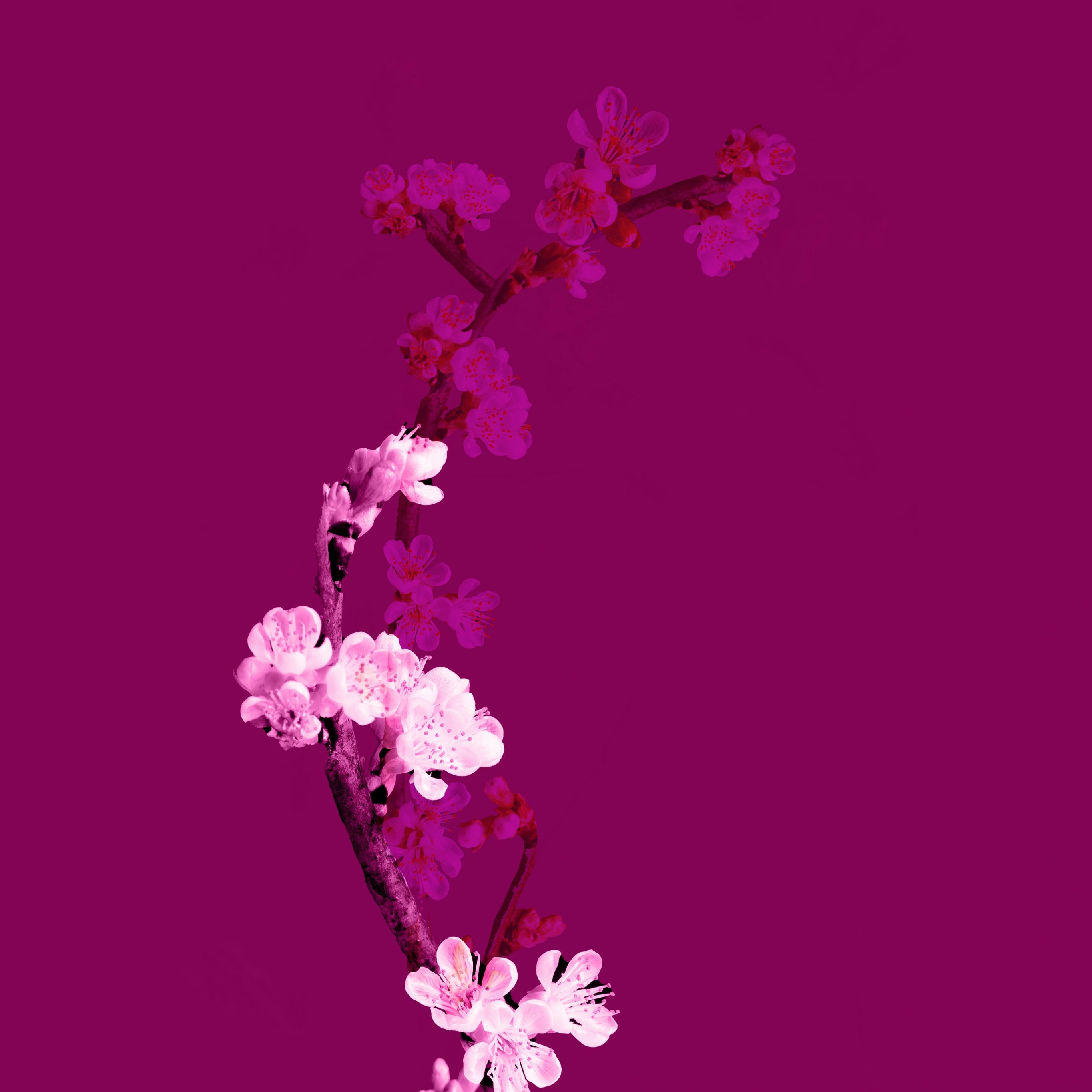 Minimalist Cherry Blossom Wallpapers - Top Free Minimalist Cherry