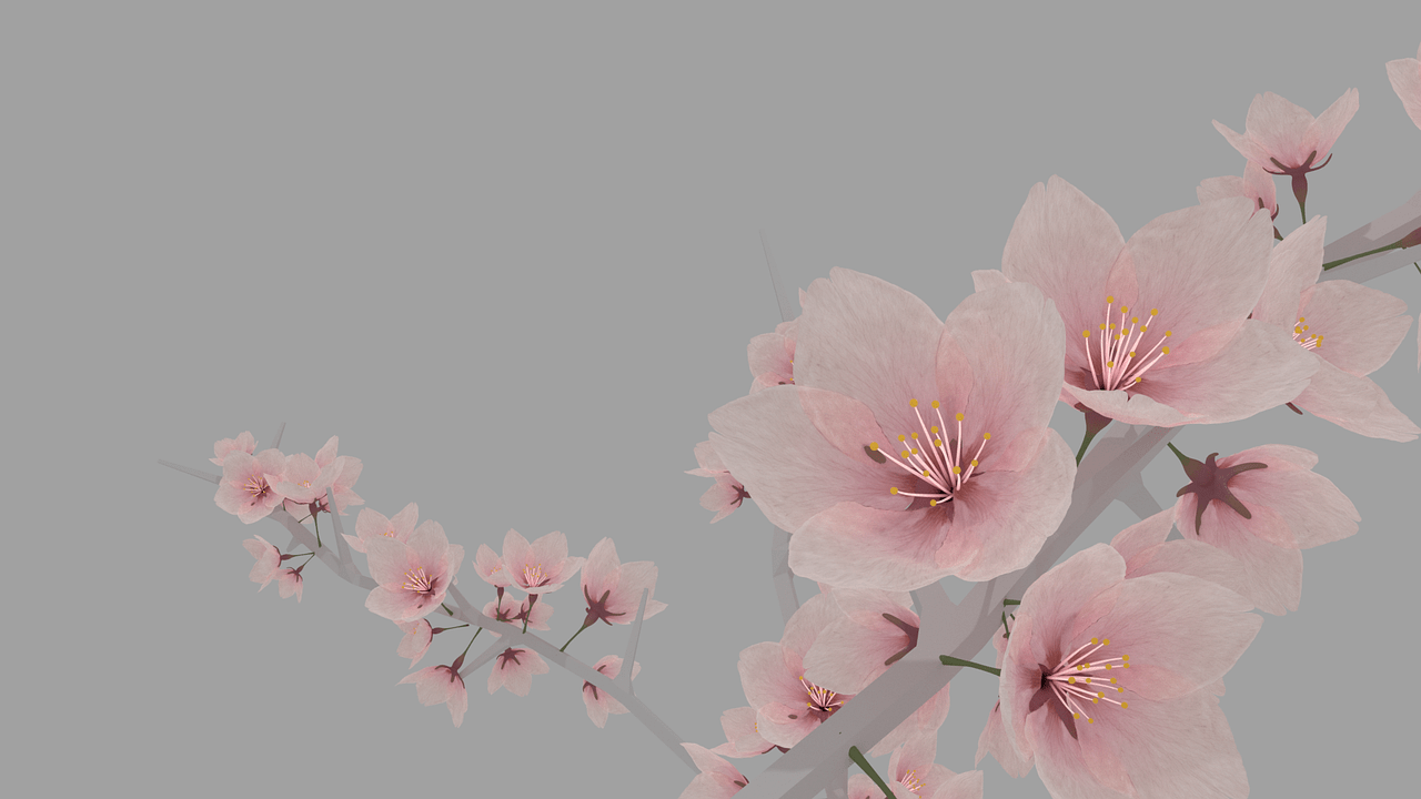 1280x720 Sakura Cherry Blossom