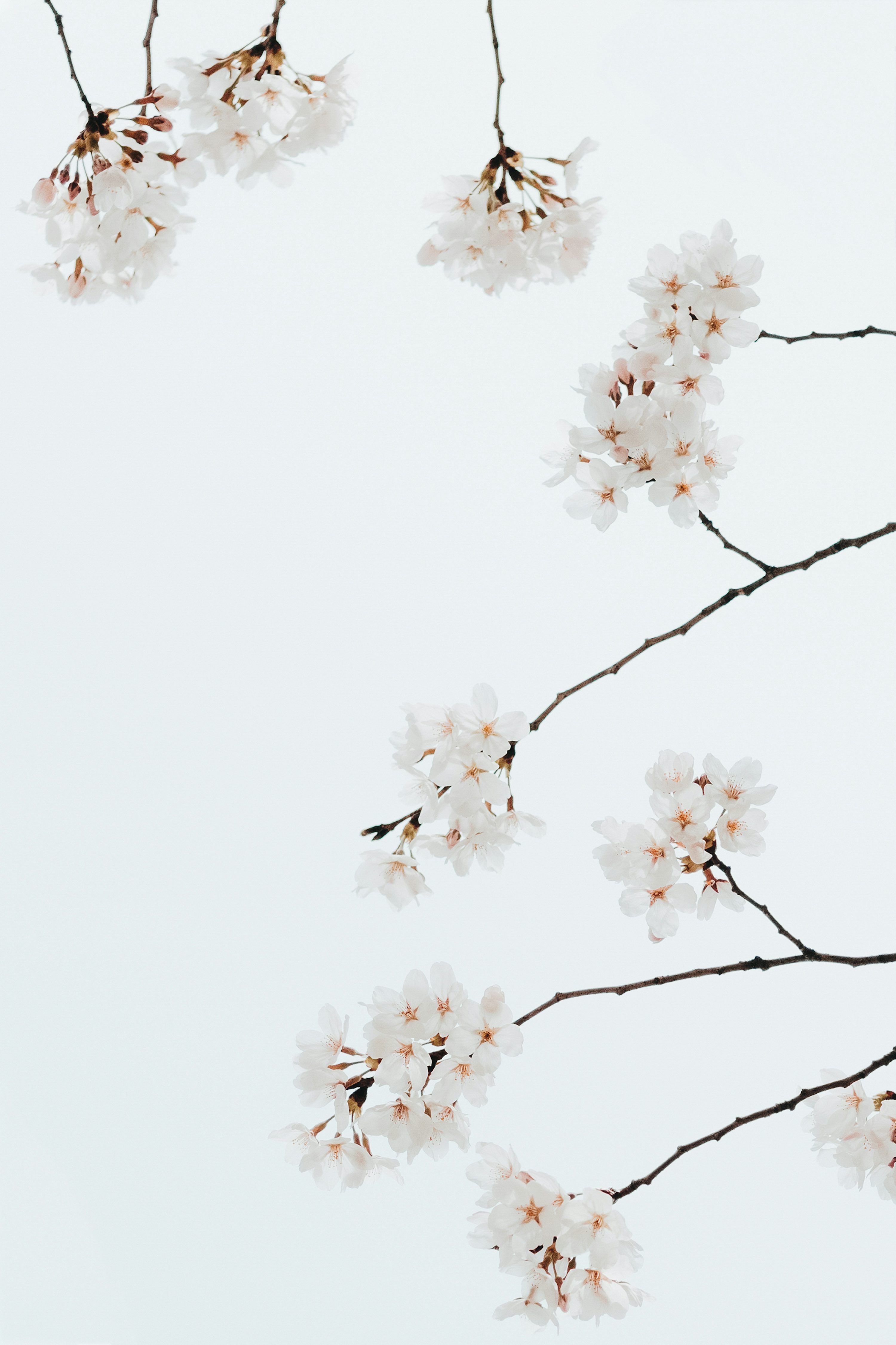 3000x4500 A branch of a tree with white flowers