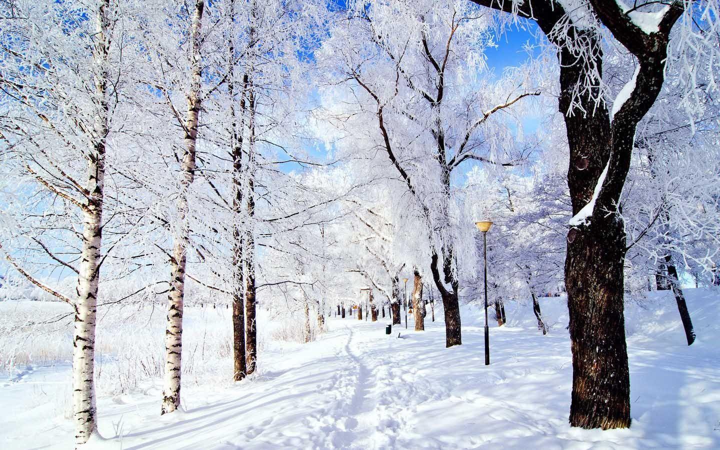 1440x900 Daily Wallpaper: Snowy Forest Road on a Beautiful Winter