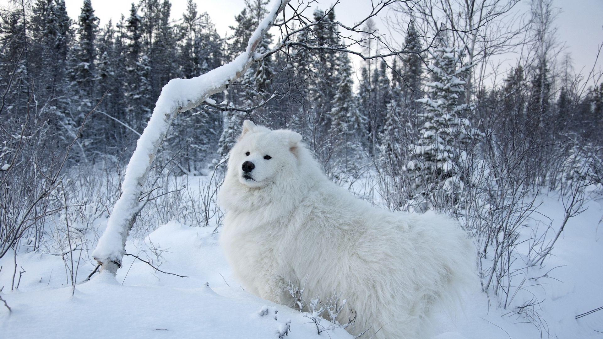 1920x1080 Dog in Snow Winter Wallpaper