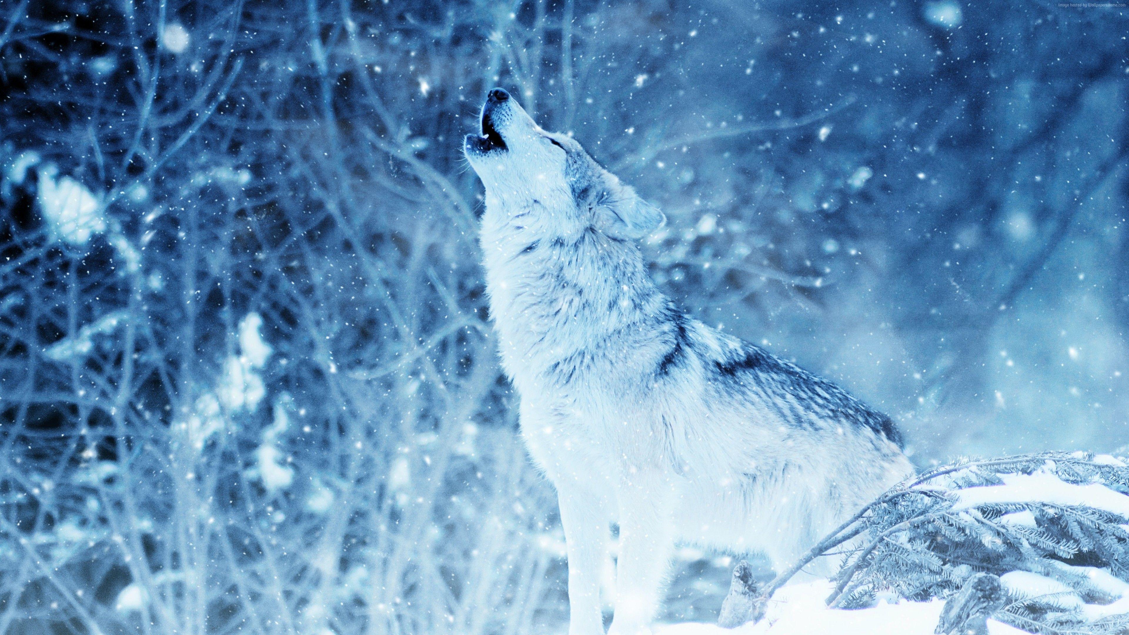 3840x2160 Wallpaper wolf winter snow 4k 4K Wallpaper