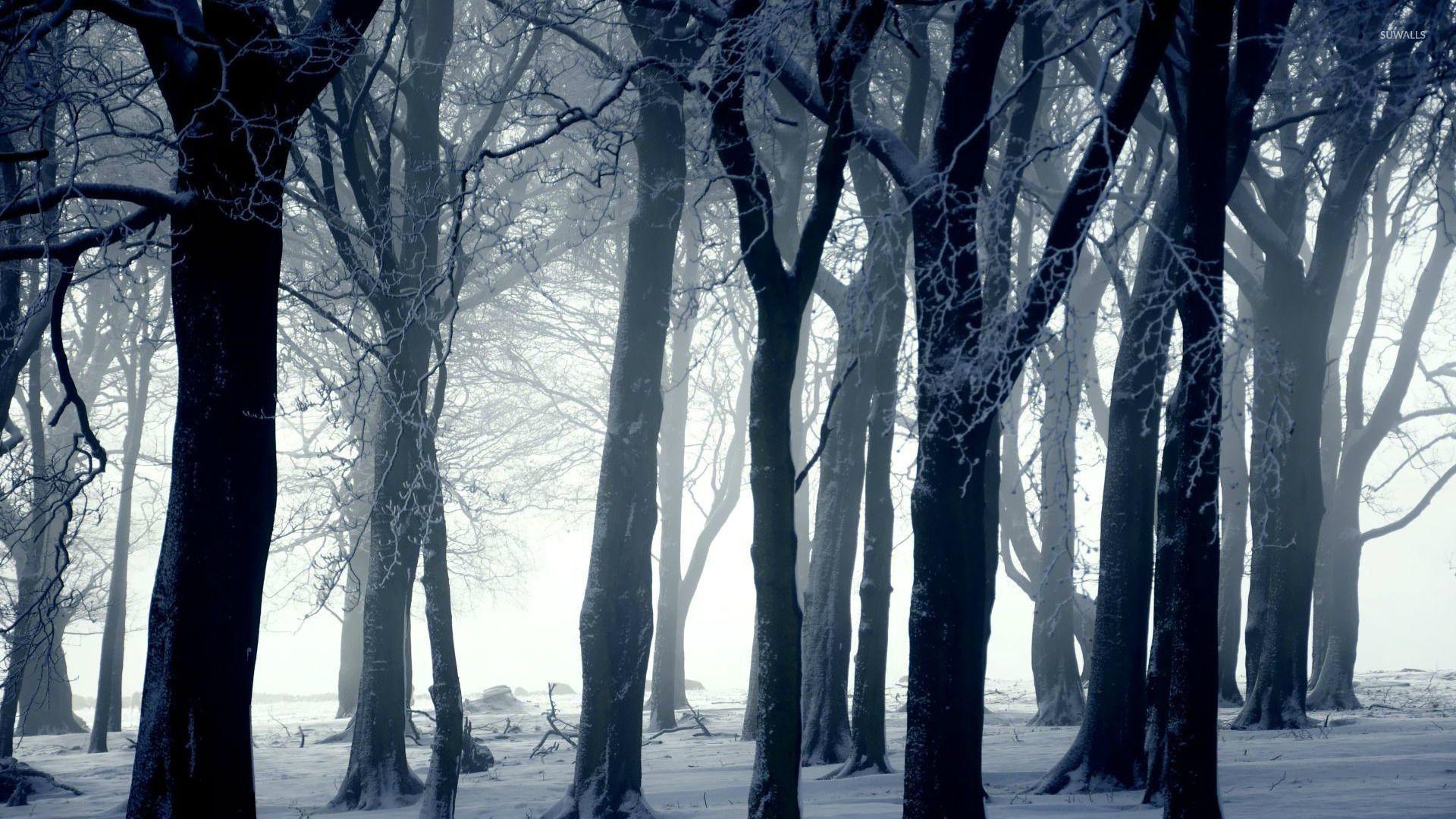 Dark Winter Forest Wallpapers Top Free Dark Winter Forest Backgrounds WallpaperAccess