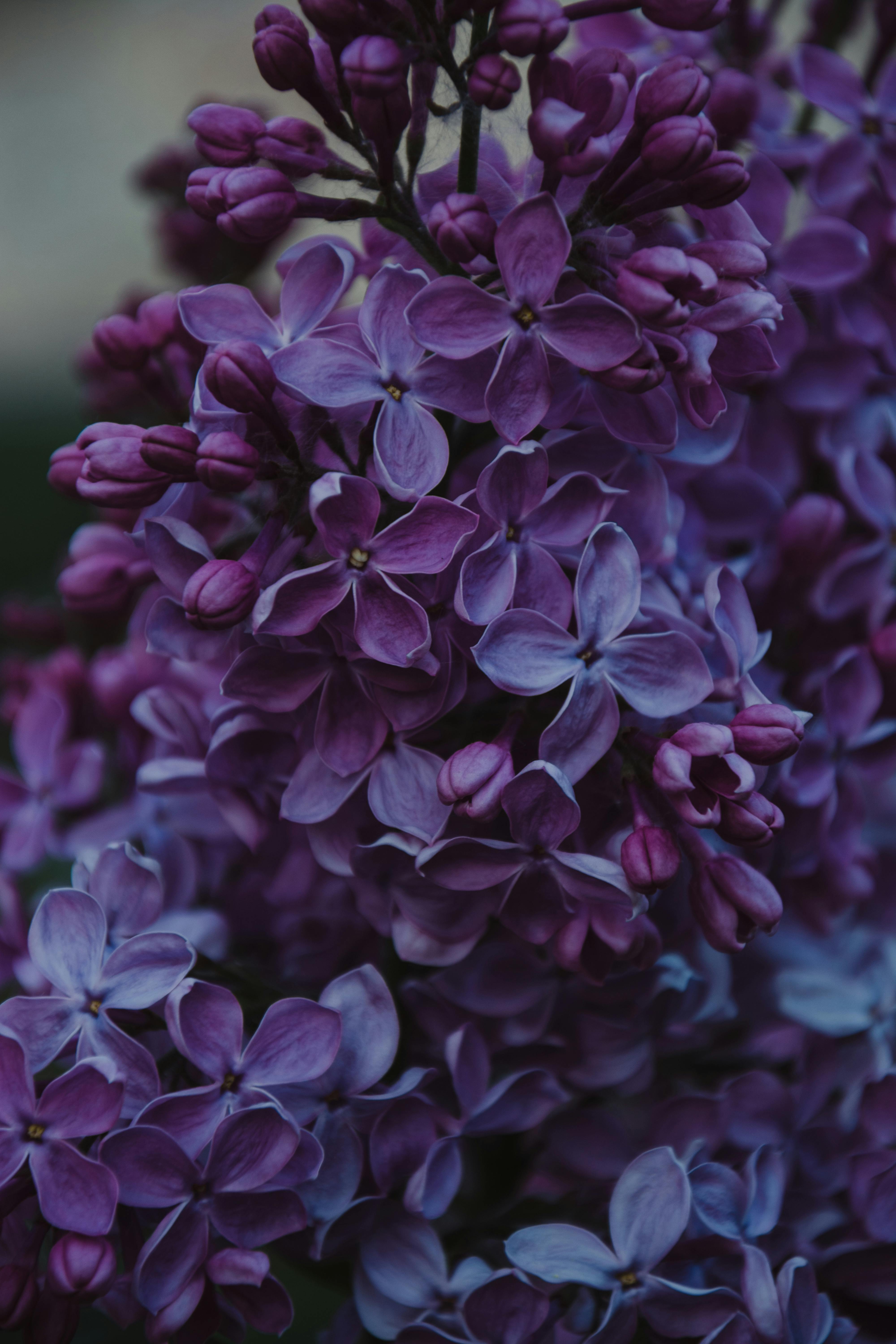 4000x6000 Purple Wallpaper Photo, Download The BEST Free Purple Wallpaper & HD Image