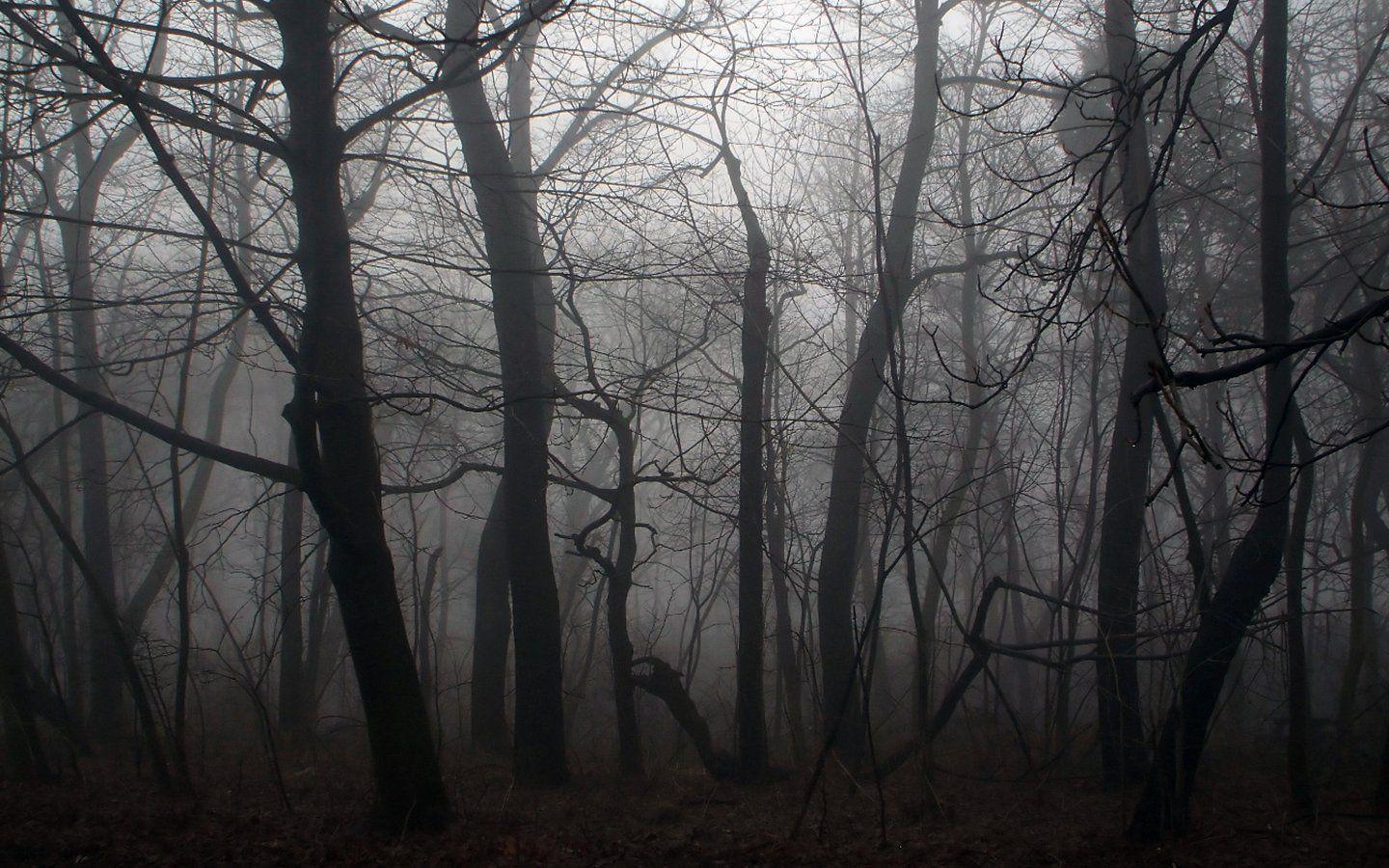 Hình nền rừng tối đáng sợ 1440x900
