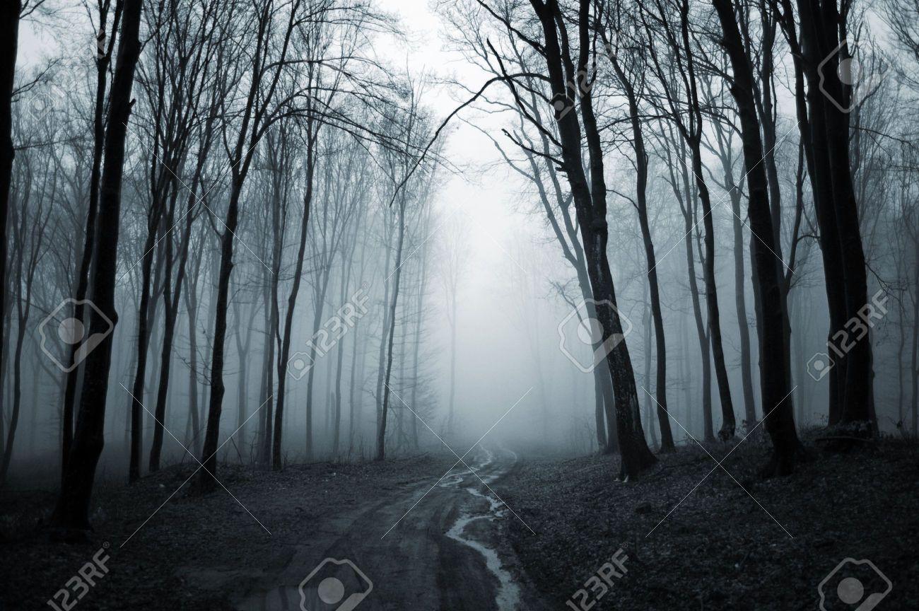 1300x864 Creepy Forest Hình nền 1600 × 1200 Creepy Forest Background