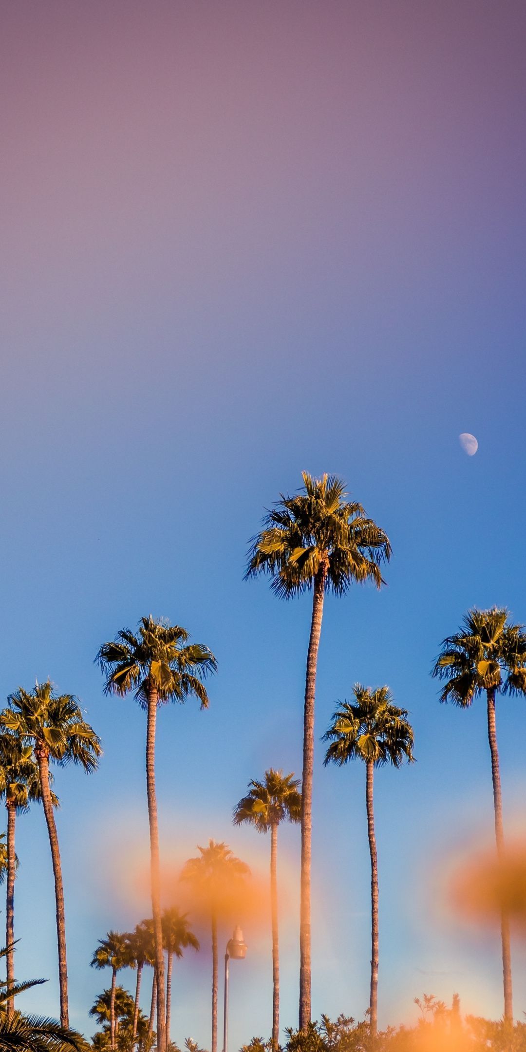 1080x2160 Portrait, palm trees, minimal, sunset