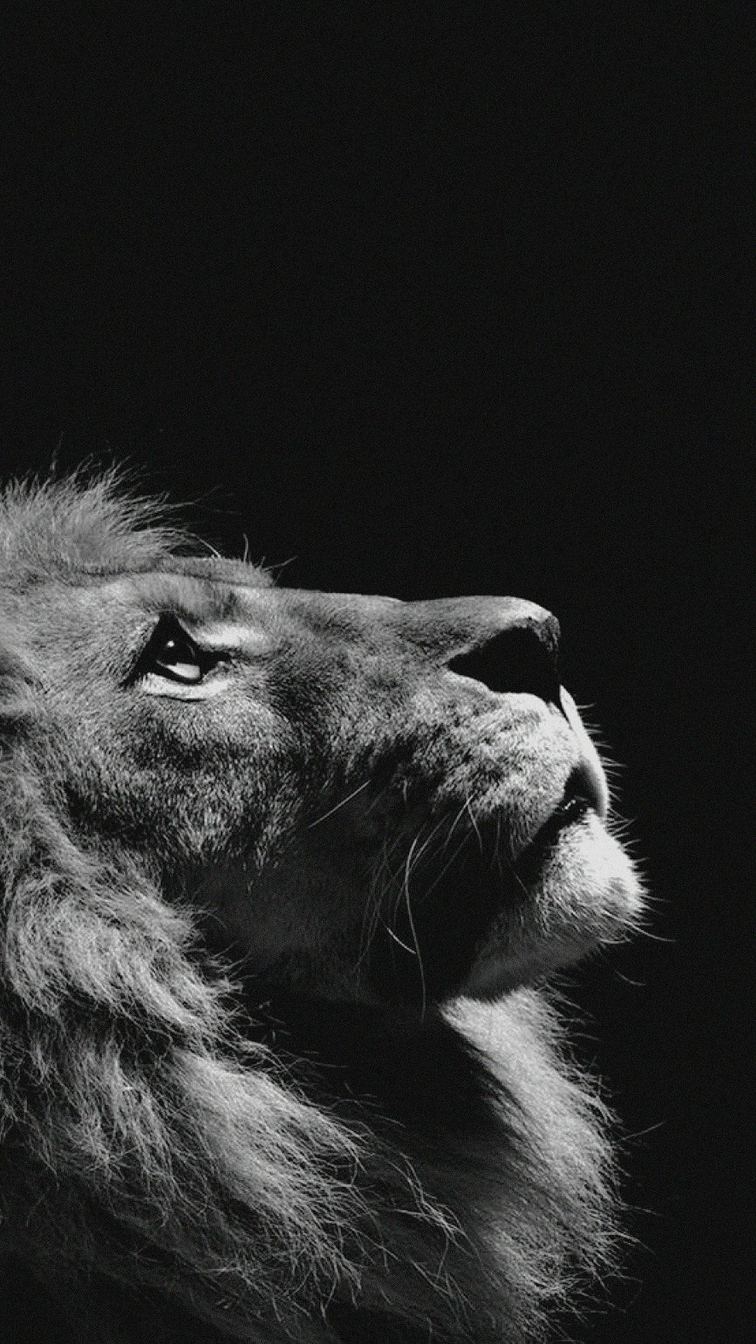 1080x1920 Download Majestic Lion Posing for